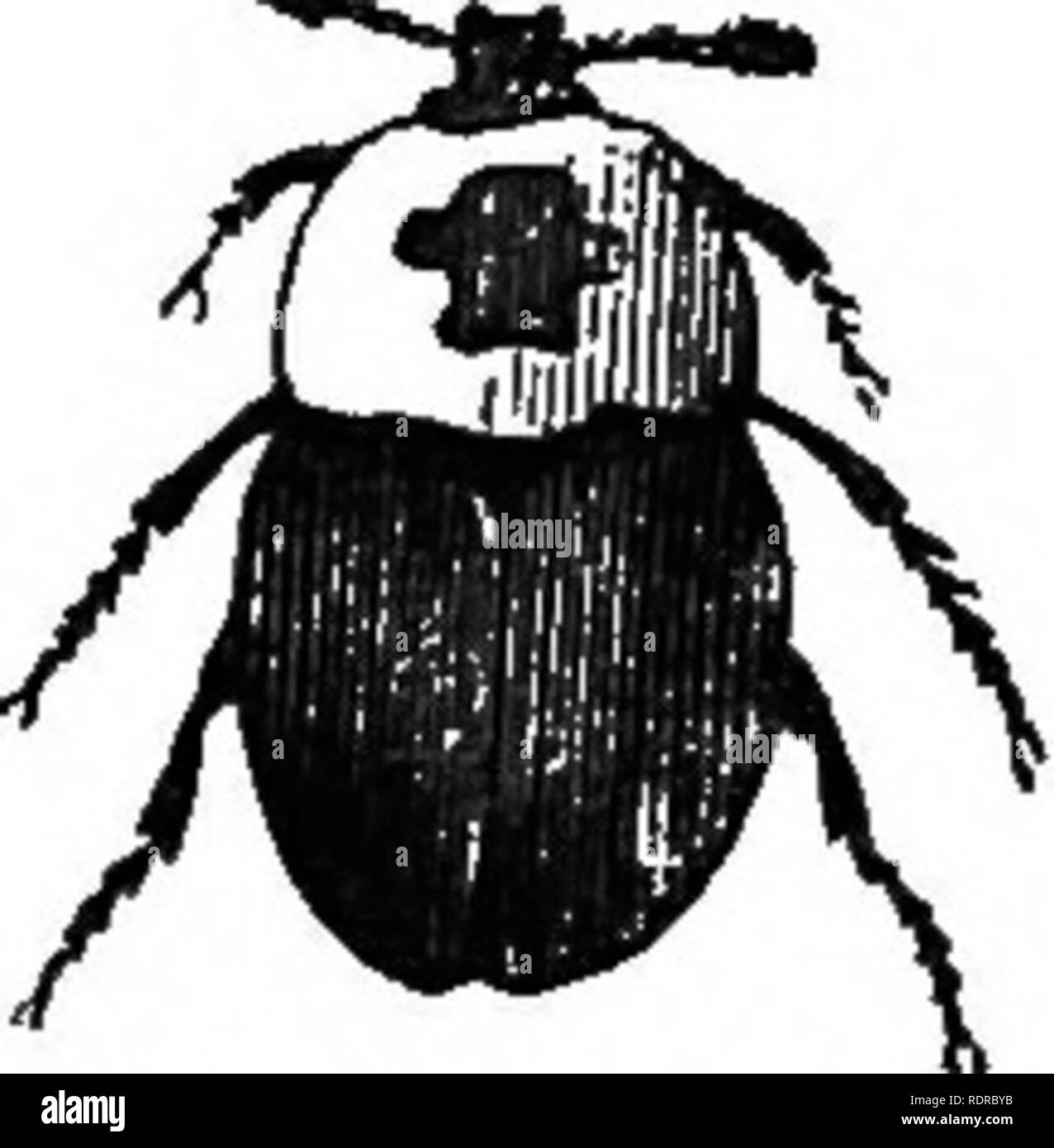 . L'histoire naturelle. Pour l'utilisation d'écoles et les familles. Zoologie. COLEOPTEEA, GAINE OK-insectes ailés. Iting 249 dans il et, par-dessus, il leur eggsj la charogne Crusader "â Beetle, fig. 195 ; est ainsi nommée par Jae- ger d'un point noir sur l'arrière de son thorax jaune, qui ressemble à certains - que la figure d'une croix que le cru- saders portaient sur leurs manteaux. L'aile- -..,.,â couvre, ou élytres, sont de couleur brune, et la tête Fig. 195.- âThe cru- ' -, mi -r. j'ader oarriou Beetle, et les aidants naturels sont noires. Ces coléoptères sont vus dans d'immenses multitudes dans certaines charognes. Les habitudes du grand fossoyeur sont très Banque D'Images