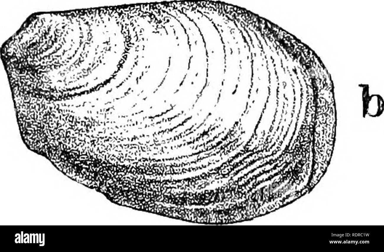 . Mollusca ... Les mollusques. Janeliid 498;e. 483. Hyalimax andamanica, Godwin-Austen. Hi/{andamanka alimax Jarava). Godwia-Austen JIoll,. L'Inde, i, 1882, p. 57, pi. 11, l'IIGS. 1-4 ; Cockerell, A. M. N. H. ser. 6, vi, 1890, p. 389 ; ibid., l'Conchologlst, ii, 1893, p. 195. Description originale :-" l'animal est ainsi décrit par ray frère, M. Harold Godwin-Austen, qui m'a envoyé quatre spécimens. Plus jaune, vert d'eau pâle sur le manteau, avec des rayures de torquoise-bleu et le chocolat ou la partie supérieure du cou. Ces lignes sombres je pense sont les muscles rétracteurs du tentacule- eje Banque D'Images