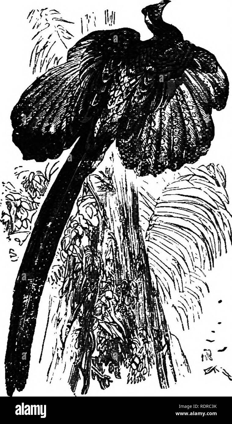 . L'histoire naturelle. Pour l'utilisation d'écoles et les familles. Zoologie. BIKDS se gratter. 169 que dans tous les autres oiseaux de cette famille, sont des replis de peau bien fournis avec des vaisseaux sanguins. Ceux-ci deviennent plus rouges et fuller quand la Turquie est excité, tout comme les joues de l'homme sont rougies en rougissant. Le vrai Pheas- les fourmis sont alliés à la volaille. Ils sont à l'état sauvage à va- rious certaines parties de l'Asie.i 'ae plus splendide espèce est la *lCrgHs Faisan, fig. 137, originaire de Sumatra, Malacca, et la partie sud-est de l'Asie. La belle ocelles sur son plumage sug- gested le nom d'Argus, le shep- troupeau, Banque D'Images