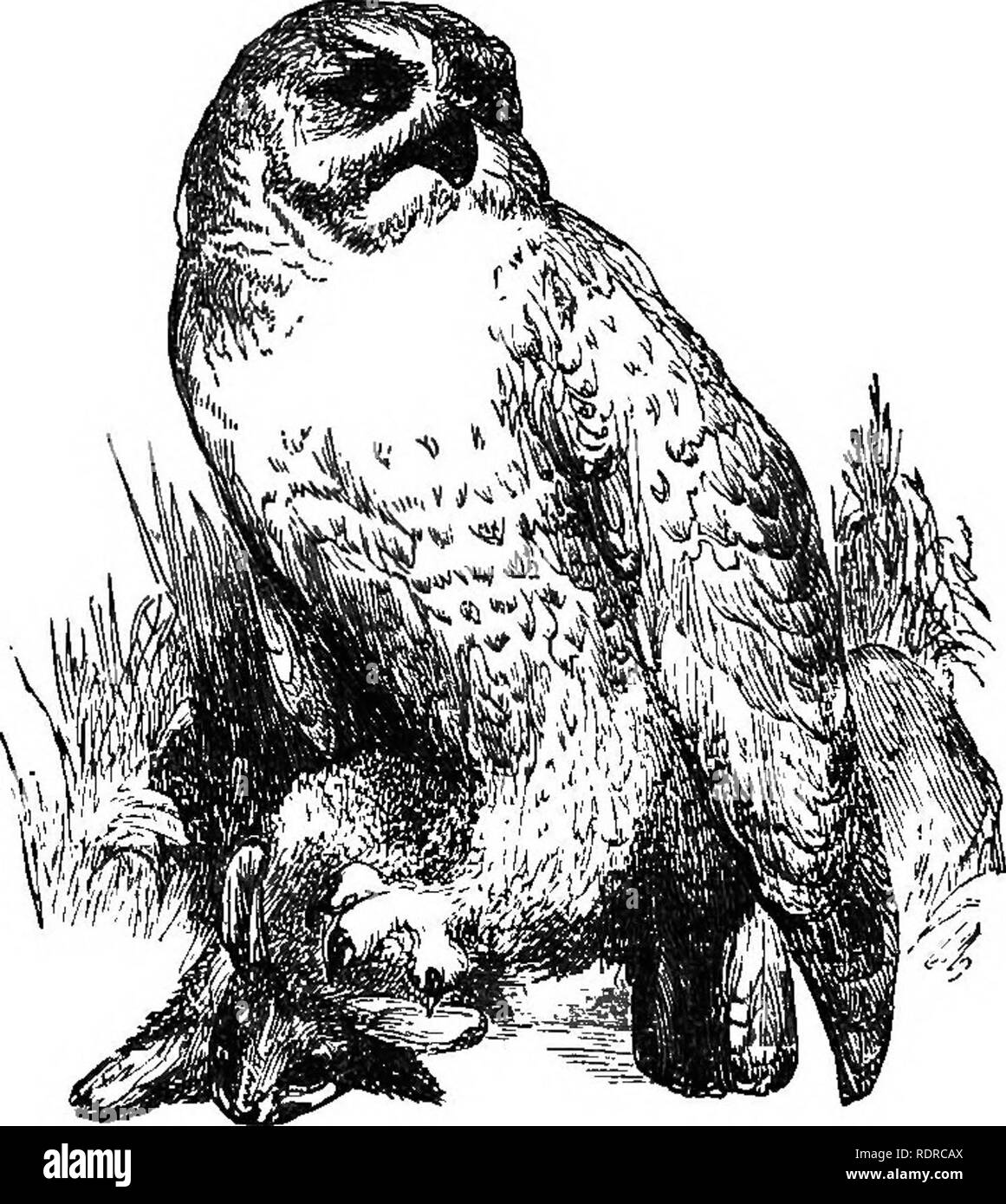. L'histoire naturelle. Pour l'utilisation d'écoles et les familles. Zoologie. Fig. 114 l'Effraie des clochers.. Fig. 115-l'harfang des neiges.. Veuillez noter que ces images sont extraites de la page numérisée des images qui peuvent avoir été retouchées numériquement pour plus de lisibilité - coloration et l'aspect de ces illustrations ne peut pas parfaitement ressembler à l'œuvre originale.. Hooker, Worthington, 1806-1867. New York, Harper & Brothers. Banque D'Images