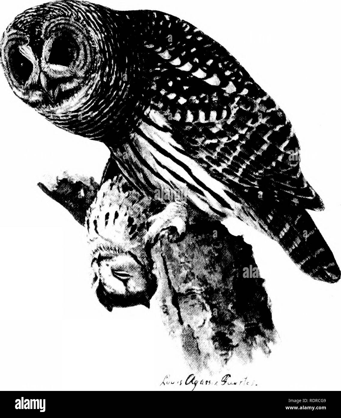 . Les oiseaux de New York. Les oiseaux. /IuniZ/^ ^ â â¢l'équipe appuiera &lt;â ¢. :":â¢- :. La VO/L Scotiaptex nehulosu nebuloxa (J. R. Forster) c;wnA/v nA/i Nuc.tp.n, ntictea innaeus^fl.) La Chouette rayée Strix varia varia Barton. Veuillez noter que ces images sont extraites de la page numérisée des images qui peuvent avoir été retouchées numériquement pour plus de lisibilité - coloration et l'aspect de ces illustrations ne peut pas parfaitement ressembler à l'œuvre originale.. Eaton, Elon Howard, 1866-1934 ; Noyes, Nicholas H. FMO. Albany, Université de l'État de New York Banque D'Images