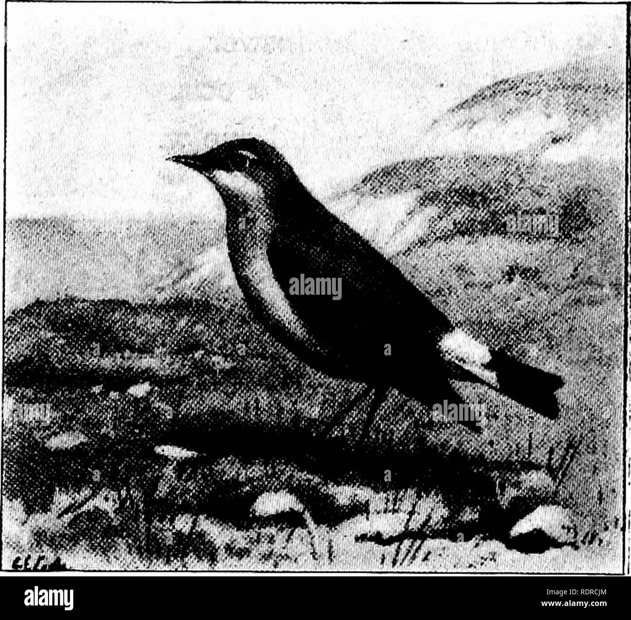 Les oiseaux de New York. Les oiseaux. Les OISEAUX DE NEW YORK 535, 1905 par  A. H. Helme, rapporté par Braislin, " Les oiseaux de Long Island", page  100. De toute