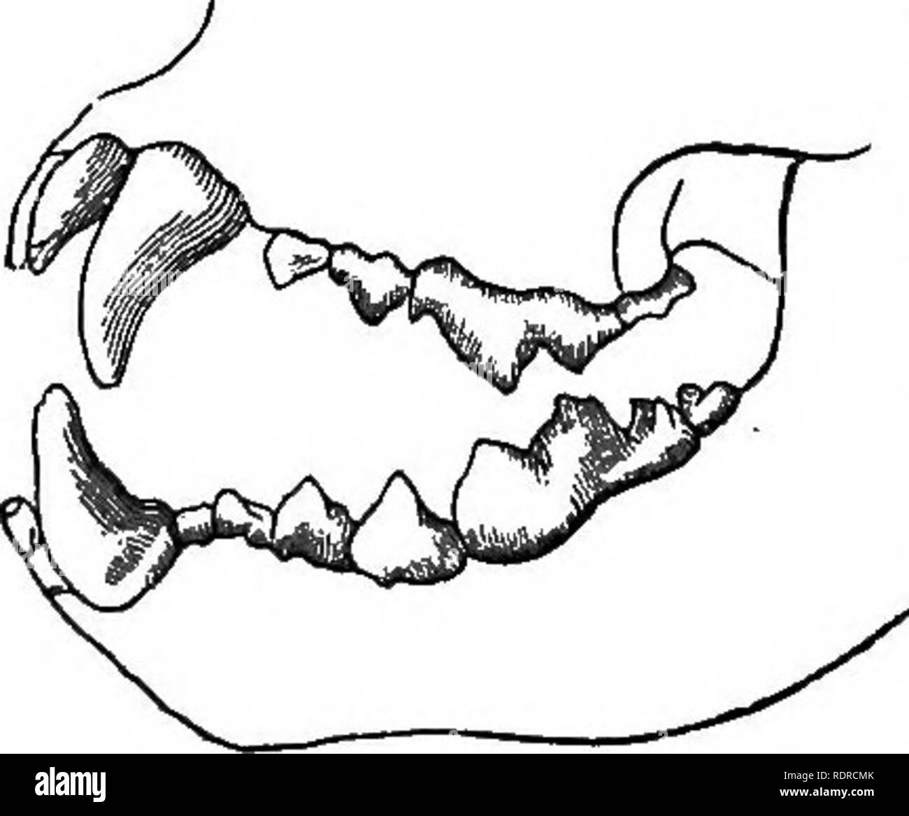 . L'histoire naturelle. Pour l'utilisation d'écoles et les familles. Zoologie. 44 NATUEAL HISTOKT. Le vrai carnivore, à quelques exceptions près, entièrement sous- sist. 61. Les animaux de cet ordre sont aisément distinguées des autres par leurs dents, qui sont formés pour saisir, déchirement, et couper la chair, tandis que tho ?e des animaux qui mangent de l'herbe et les grains ont leur établissement principal formé pour le meulage des dents. Dans la Fig. 24 Vous avez une représentation d'un côté de la mâchoire d'un carniv- orous animal. Les très longues dents pointues sont appelés ca- neuf dents, parce qu'ils sont observables dans le chien. Les dents à l'arrière de ce sont des m Banque D'Images