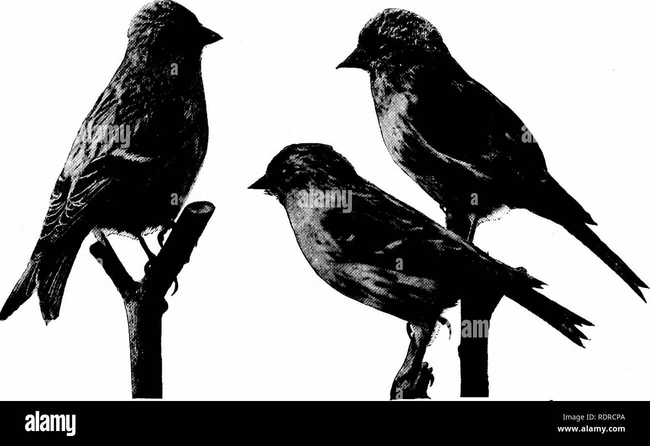 . Les oiseaux de New York. Les oiseaux. 272 New York State Museum biles avec son bec pointu, et sur le bord des routes et large domaines couverts par les mauvaises herbes, de l'alimentation sur les graines d'amarante, chénopode glabre et d'herbe à poux, et fréquemment entre dans le jardins à la périphérie des villes et les villes à se nourrir sur les mauvaises herbes projeter au-dessus de la neige. Dans les notes et les habitudes il rappelle beaucoup du chardonneret. Il est souvent et soupçons permet d'approcher de près, sans prendre aile ; parfois, cependant, l'ensemble du troupeau va augmenter brutalement sans un moment d'attention, wheeling autour. Sizerin flammé Sizerin blanchâtre Holboell plus J c ? Banque D'Images