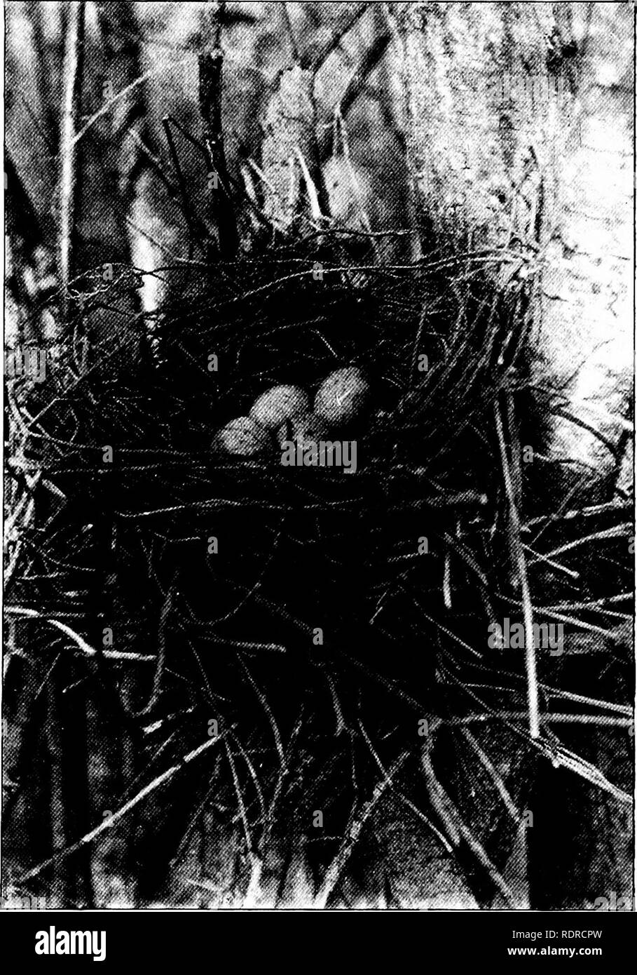 . Les oiseaux de New York. Les oiseaux. Les OISEAUX DE NEW YORK 209 jays qui nichent dans l'locaUties déjà mentionnés étaient en incubation des œufs ou des jeunes dans le nid. Dans le sud et l'ouest de New York le geai bleu fait son nid en avril. Il est généralement placé dans un petit, bien que les arbres feuillus sont souvent choisis, et est composé de bois, feuilles, écorces et fibres végétales, et bordée de pruche de rameaux morts ou des bandes d'écorce et d'autres matériaux fins. Les oeufs sont com- monly déposés du 20 avril au 15 mai. Ils sont de 3 à 6 in ntim- ber, olive pâle ou verdâtre buffy en gro Banque D'Images