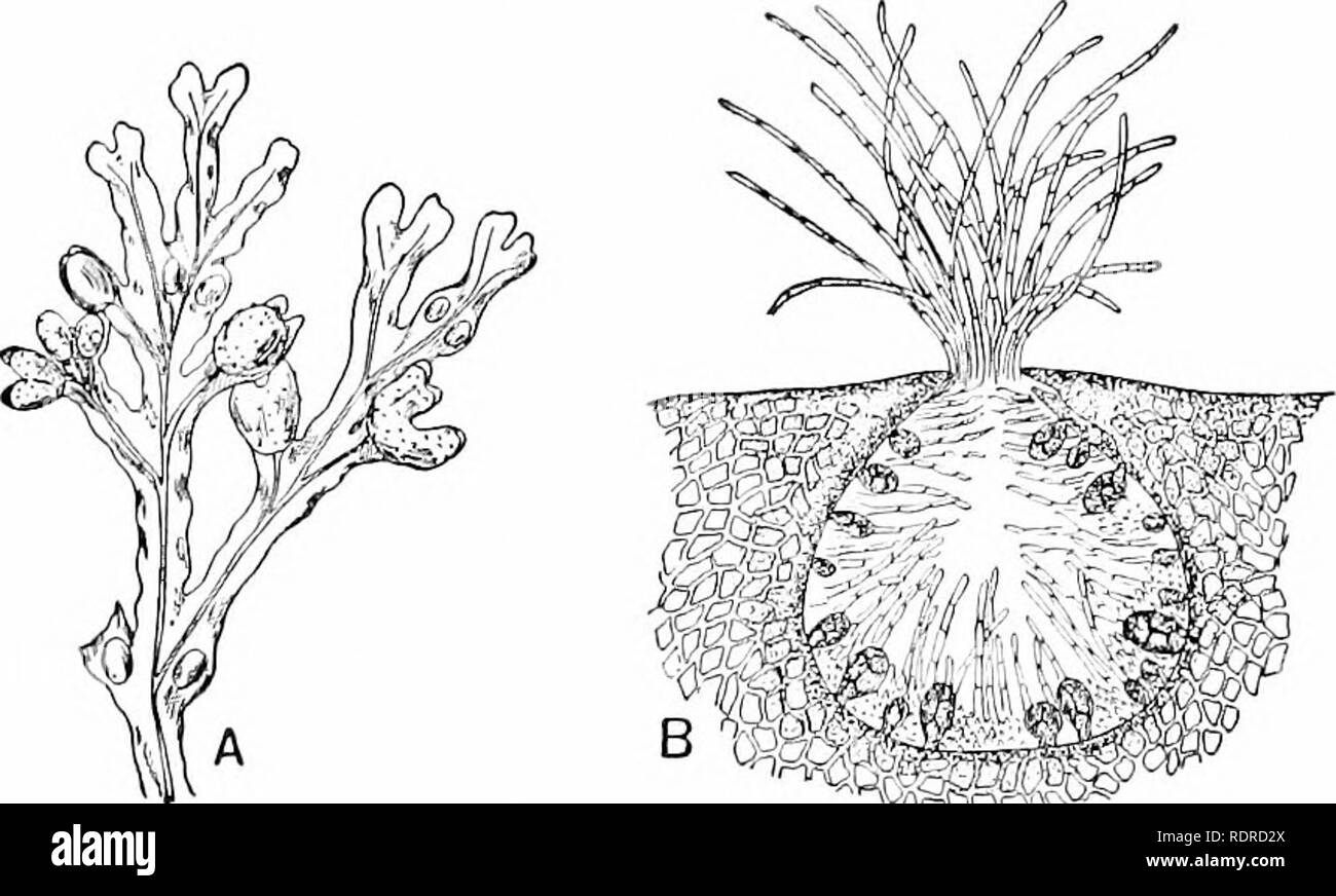 . Introduction à la botanique. La botanique. 276 Introduction à la Botanique. au nombre de huit, sont supportés en petits sacs accroissant hors des murs de l'conceptacle (voir Fig. 139) ; et le sperme sont formées dans les cellules allongées produites sur des cheveux-comme des excroissances. Les oeufs et le sperme soit déchargée. ^nriQSi^**. Veuillez noter que ces images sont extraites de la page numérisée des images qui peuvent avoir été retouchées numériquement pour plus de lisibilité - coloration et l'aspect de ces illustrations ne peut pas parfaitement ressembler à l'œuvre originale.. Stevens, William Chase, 1861-. Boston, D. C. Heath &AMP ; Co. Banque D'Images