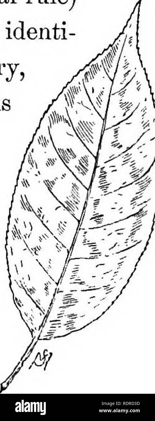 . Connaître les arbres et leurs feuilles . Les arbres. Les tilleuls, etc. bold position contre les éléments. Ces feuilles sont en contraste avec ceux de l'ancienne de cerise, et leur aspect entier témoigne de la vigueur de la jeunesse. Il est un fait curieux, cependant, que les grandes feuilles, émoussé (ce qui est une exception à la règle générale) de ce jeune black cherry est presque identique dans la forme à celle de la self cherr ;) Yirginioma • cette espèce Prunus est correctement considéré comme un arbuste, bien que dans un climat doux il atteint parfois les proportions d'un bon-si^ed arbre. Mais arbre particulier tills je décrire wh Banque D'Images
