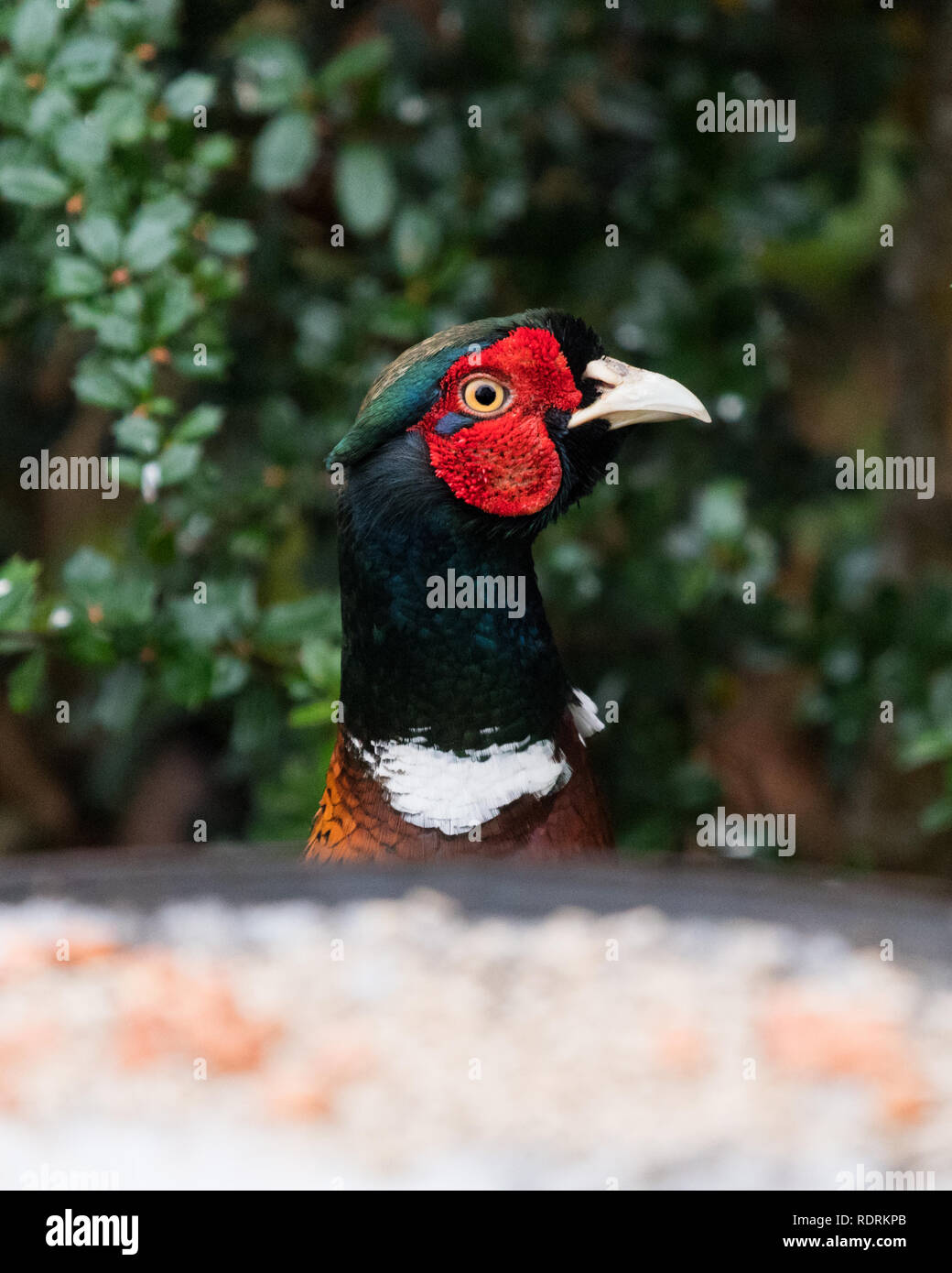 Stirlingshire, Scotland, UK - 19 janvier 2019 - UK - après une nuit froide et en saupoudrant de la neige un faisan nerveux prend un coup d'oeil à un tableau d'oiseaux bien stocké sur un matin froid. Credit : Kay Roxby/Alamy Live News Banque D'Images