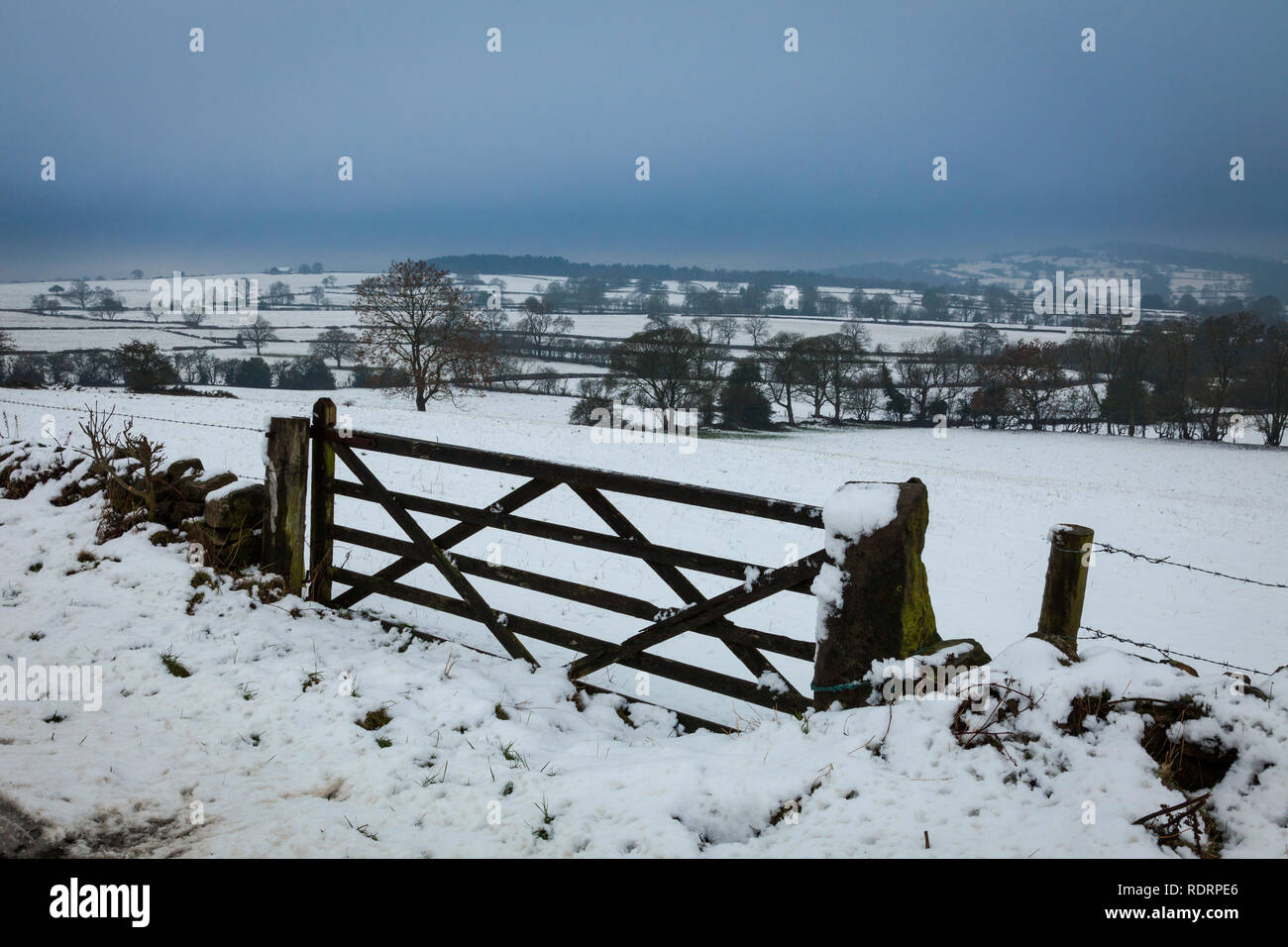 Upper Holloway, Derbyshire, Royaume-Uni 19 janvier 2019. Du jour au lendemain la neige crée un paysage d'hiver sombre dans le Derbyshire Dales près du village sur la région de Holloway. Credit : Mark Richardson/Alamy Live News Banque D'Images