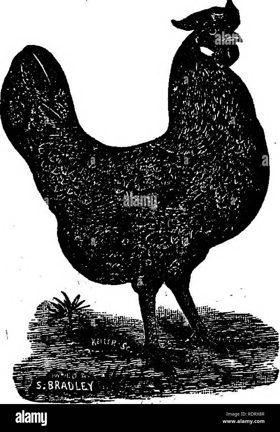 Identifier Les Oiseaux Des Jardins Et Des Villes En Hiver