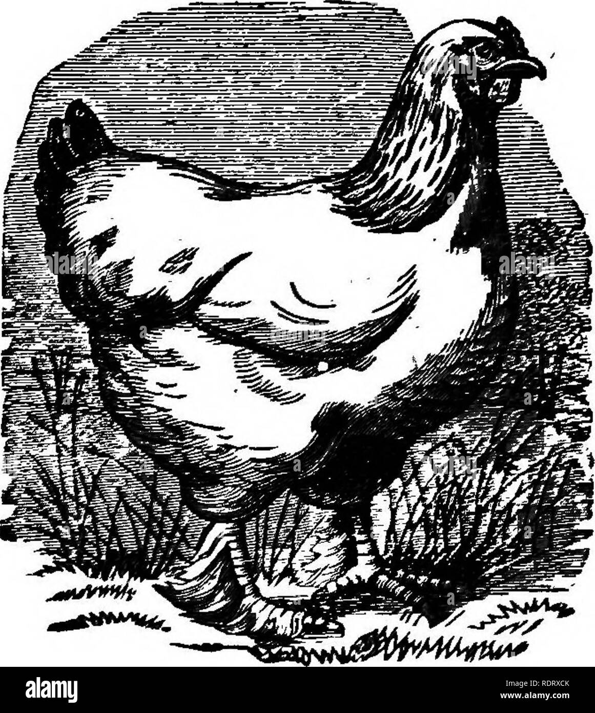 . Le nouveau livre de volaille américaine, contenant toutes les différentes variétés d'oiseaux, avec des instructions complètes ... La volaille. 6 BBAHMA^FO WX. légèrement tacheté de blanc. Les plumes qui couvrent les bases de la douille-plumes des ailes sont d'un liistrous vert, noir, et forme un vaste bar bien marquée sur les ailes. Le vol- fieathers sont blanches sur l'extérieur et noir à l'intérieur des toiles. ; les plumes secondaires haye un large, vert foncé, tache noire à l'extrémité de chaque plume. La queue est noire. La queue doit être d'une couleur jaune, et bien habillés avec des plumes légèrement mot-, à égalité avec Banque D'Images