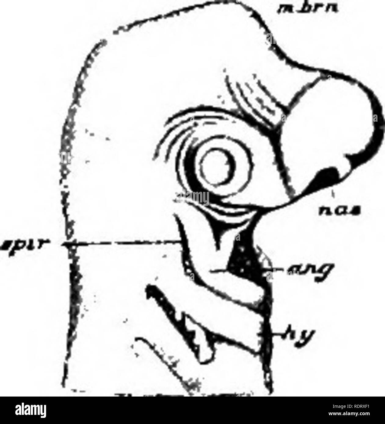 . Une critique de la théorie de l'évolution. L'évolution. Théorie de l'évolution 21 alors plus probable que la possession de mammifères et d'oiseaux ce stade dans leur développement simpljr parce qu'elle n'a jamais été perdu ? Ce n'est pas une vue plus raisonnable que de supposer que les fentes branchiales des embryons de l'formes supérieures représentent les fentes branchiales adultes du poisson. Fig. 11. Vue latérale de la tête des requins de l'embryon, montrant les fentes branchiales. que dans certains façon mystérieuse ont été repoussé dans l'embryon de l'oiseau ? Je pourrais donner manj"^ Des exemples semblables. Tout peut être interprété comme embrj"^l'ONIC, plutôt que comme des survivances phyle Banque D'Images