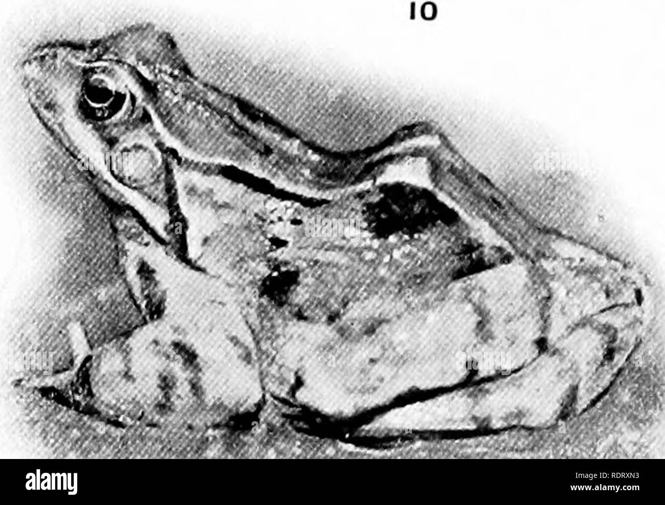 . L'enfance de l'animal. Les animaux. Étapes du développement de la grenouille. Je montre l'oeuf^ 2 et 3, l'état larvaire, et 4,-7 les stades têtard, à l'est au stade adulte. (Photo de W. B. Johnson.') Fig. 8 montre l'embouchure de la tadpole, liighly amplifiés, et les 9 dents. 182]. Veuillez noter que ces images sont extraites de la page numérisée des images qui peuvent avoir été retouchées numériquement pour plus de lisibilité - coloration et l'aspect de ces illustrations ne peut pas parfaitement ressembler à l'œuvre originale.. Pycraft, W. P. , William (avion), b. 1868. New York, H. Holt and Company Banque D'Images