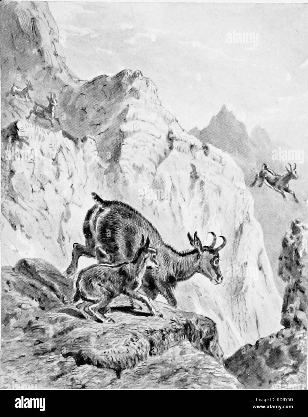 . L'enfance de l'animal. Les animaux. Après le loup. Les chamois ET LES JEUNES. L'incroyable agilité et surefooledness du chamois est le résultat d'une sélection rigoureuse à partir de quelques heures après la naissance et soutenu par la vie. Seul le " plus fort " survivre. 10]. Veuillez noter que ces images sont extraites de la page numérisée des images qui peuvent avoir été retouchées numériquement pour plus de lisibilité - coloration et l'aspect de ces illustrations ne peut pas parfaitement ressembler à l'œuvre originale.. Pycraft, W. P. , William (avion), b. 1868. New York, H. Holt and Company Banque D'Images