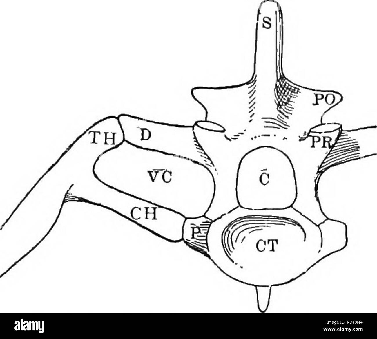 . Texte livre de zoologie des vertébrés. L'anatomie comparée des vertébrés ;,. squelette : 141 surfaces articulaires dirigé obliquement vers l'extérieur et vers le bas. Il s'inscrit dans une cavité correspondante (zygantrum) sur le poste- vant de surface l'épine neurale de la vertèbre à l'avant. Dans toutes les formes au-dessus de poissons, ce qu'on appelle les apophyses transverses (pleurapophyses) se produisent. L'homologie de ces ne sont pas réglés. En termes généraux, il y a peut-être dit d'être de ces deux de chaque côté, un diapophysis connecté avec le processus neuronaux, et une parapophysis connecté avec le cen- bostn vertébrale. L'un ou l'autre de th Banque D'Images