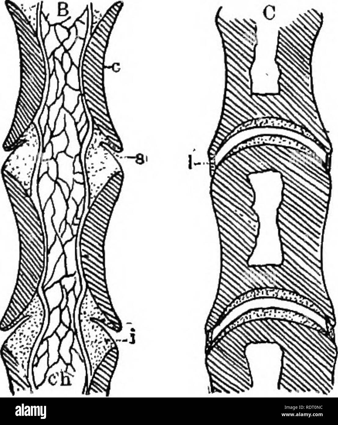 . Texte livre de zoologie des vertébrés. Les vertébrés ; anatomie, comparatif. Squelette. 139 l'ance d'une chaîne de perles (Fig. 146). Dans l'amphibia nous avons dans un premier temps les conditions décrites ci-dessus, et dans le perennibran- chiate formulaires cette amphi- â 4;2. ' Fig. 146. Schéma du mode de croissance des amphicoelous vertebrse. c, centrum ; /, dans tercentral- d'élargissements, n, notochorde ; 1-4, les couches successives de centra. coelous condition persiste tout au long de la vie. Plus haut encore, il apparaît dans une tervertebral- Croissance des car- tilage (Fig. 147, yi) qui produit une série de secondaire dans les constrictions no- t Banque D'Images . Texte livre de zoologie des vertébrés. Les vertébrés ; anatomie, comparatif. Squelette. 139 l'ance d'une chaîne de perles (Fig. 146). Dans l'amphibia nous avons dans un premier temps les conditions décrites ci-dessus, et dans le perennibran- chiate formulaires cette amphi- â 4;2. ' Fig. 146. Schéma du mode de croissance des amphicoelous vertebrse. c, centrum ; /, dans tercentral- d'élargissements, n, notochorde ; 1-4, les couches successives de centra. coelous condition persiste tout au long de la vie. Plus haut encore, il apparaît dans une tervertebral- Croissance des car- tilage (Fig. 147, yi) qui produit une série de secondaire dans les constrictions no- t Banque D'Images