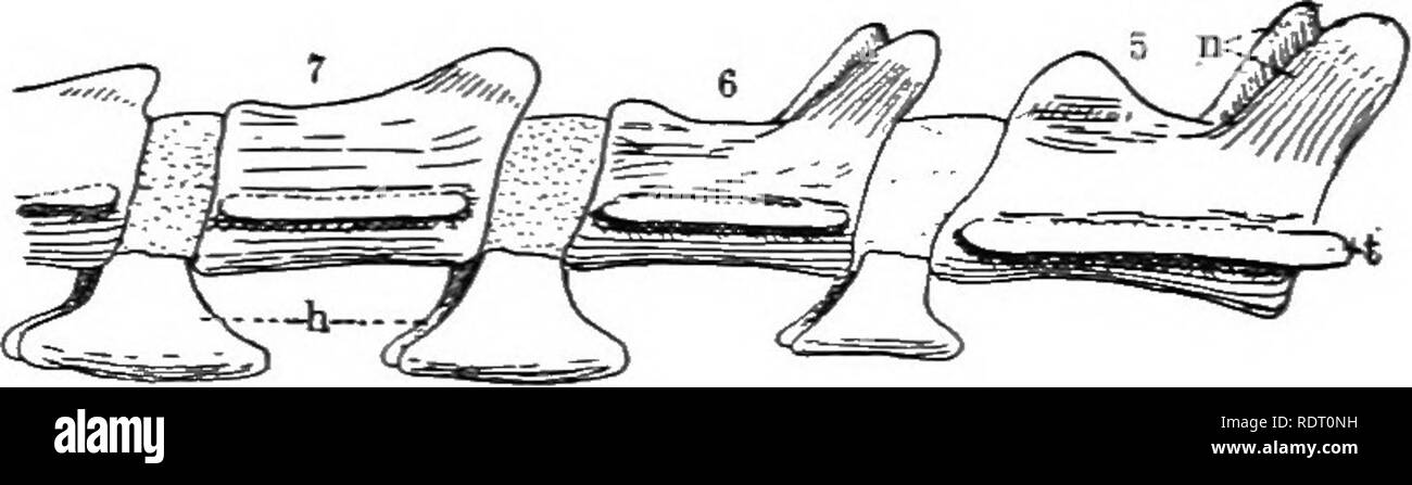 . Texte livre de zoologie des vertébrés. Les vertébrés ; anatomie, comparatif. 138 MORPHOLOGIE DES ORGANES DE VERTÉBRÉS. Cela passe entre les extrémités de la dorsale des processus neuronaux il devient converti en cartilage, donnant ainsi naissance à un élément (apophyse épineuse ou épine neurale), qui, ensemble. Fig. 144. Cinquième à septième vertèbres caudales de Perameles gunni. k, harnal arch ; n, les processus neuronaux ; /, les apophyses transverses. avec les deux processus neuronaux, forment un arc neural entourant et protégeant la moelle épinière. Dans la région caudale de l'ichthy- opsida et certaines formes supérieures, le vert Banque D'Images