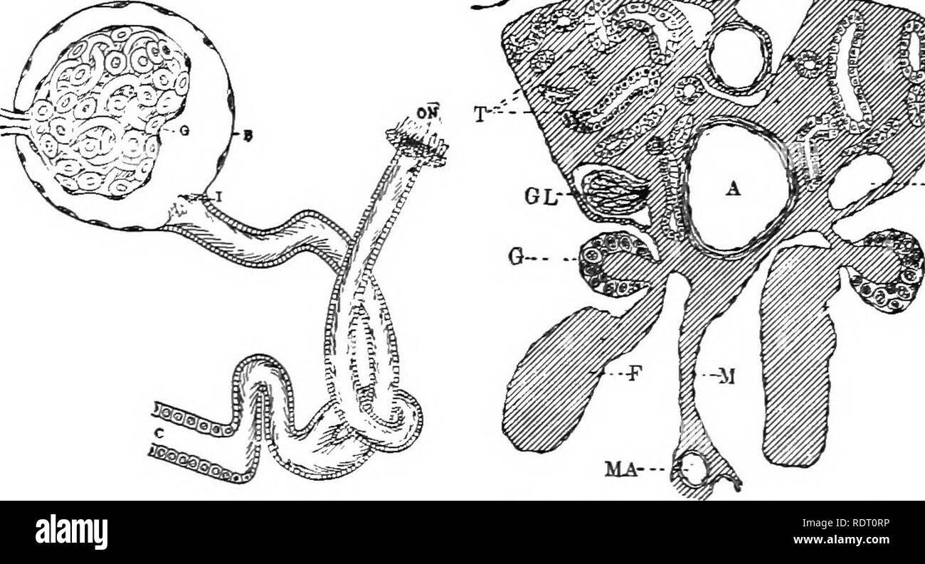 . Texte livre de zoologie des vertébrés. Les vertébrés ; anatomie, comparatif. Â ^ * V â ,. Fig. 128. Un seul tube distal du mésonéphros de Proteus anguineits modifié à partir de Spengel. C, début de la collecte ; b tubule, Bow- man's capsule ; C, glomérule ; /, SUR, intérieur et extérieur nephros - tomes. Fig. 129. Coupe dans le méso- région d'Amblystoma néfreux, 45 mm. de long. A, B, de l'aorte ; capsule de Bowman, à partir de laquelle le glomérule a sauté ; C, carti- lage, et P, l'os de l'centrum vertébrale ; C, la gonade ; GL, glomérule ; J/, mésentère ; MA, artère mésentérique ; N, notochorde ; T, tubules mésonéphrotiques ; W, W Banque D'Images