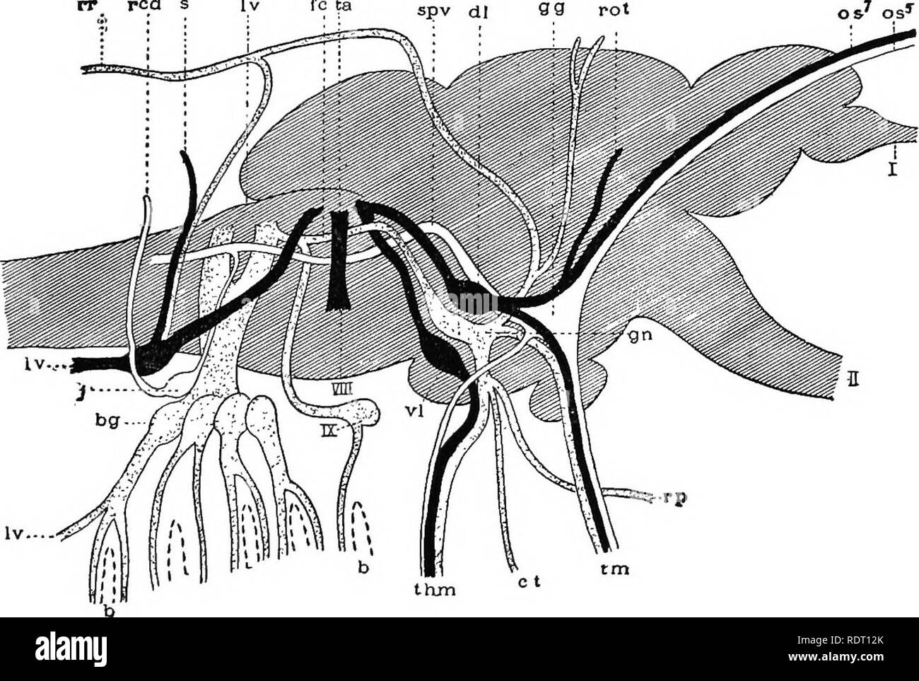 . Texte livre de zoologie des vertébrés. Les vertébrés ; anatomie, comparatif. Système nerveux central. 65 de la première sont situés dans la moelle épinière, les ganglions et les nerfs résilier dans la corne dorsale. Les cellules ganglionnaires des nerfs moteurs somatiques se trouvent dans la corne ventrale, et les nerfs laisser par les racines ventrales. Les relations internes de la système viscéral ne sont pas si évident ; mais les deux sont peut-être liés à la région de la corne latérale, les nerfs sensoriels viscérale, dont les centres dans la région du tronc sont dans le ganglions sympathiques, entrant par le racines dorsales, tandis que les nerfs moteurs viscéraux laisser par les deux nageoires dorsales Banque D'Images