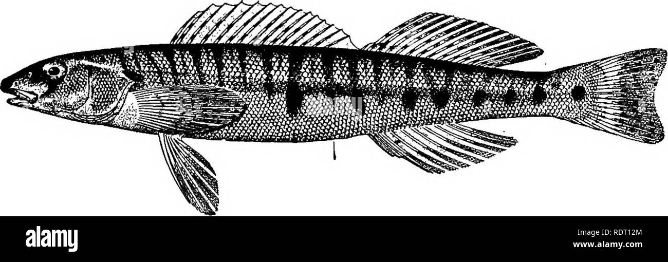 . Les poissons de Caroline du Nord . Les poissons. 254 POISSONS DE LA CAROLINE DU NORD. Journal de la perchaude est la plus grande des dards, pour atteindre une longueur de 8 ou 10 pouces. Il est constaté à partir de la région des Grands Lacs au Texas, et le long de la pente de l'Atlantique jusqu'au sud de la Virginie. En Caroline du Nord il est connu que par des affluents de l'anglais large. La Jordanie a pris un seul spécimen dans Swannanoa River près de Asheville, et bean records l'un bel exemple de Cane River. L'espèce habite les cours d'eau claire et rapide, les morsures de l'hameçon appâté facilement.. Fig. 110. Log de la Perchaude. Percina caprodes. Genre HADROPTERUS Agassiz. Recto verso noir Banque D'Images