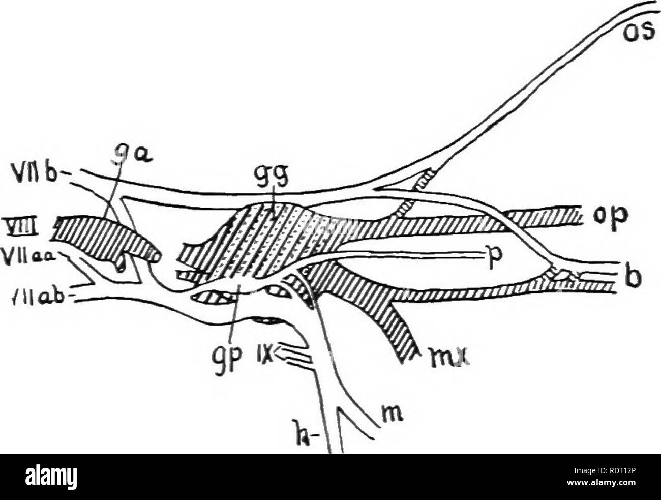 . Texte livre de zoologie des vertébrés. Les vertébrés ; anatomie, comparatif. 62 LA MORPHOLOGIE DU ORGAXS DE VERTÉBRÉS. en grande partie senson", la plupart des fibres motrices, avec sensorv-, Direction générale de ch. Chacune de ces branches peuvent avoir une secon- ganglion dary liées à lui, - le ganglion ciliaire sur a, l'sphenopalatine sur b, et l'otic sur c. Dans ichthyopsida manv le septième nerf est closeh" liés à la cinquième, et par simple dissection les racines des deux peut- être distingués.^ dans les vertébrés supérieurs les deux ner'es sont distincts dans l'ensemble. L'facialis est plus complic Banque D'Images . Texte livre de zoologie des vertébrés. Les vertébrés ; anatomie, comparatif. 62 LA MORPHOLOGIE DU ORGAXS DE VERTÉBRÉS. en grande partie senson", la plupart des fibres motrices, avec sensorv-, Direction générale de ch. Chacune de ces branches peuvent avoir une secon- ganglion dary liées à lui, - le ganglion ciliaire sur a, l'sphenopalatine sur b, et l'otic sur c. Dans ichthyopsida manv le septième nerf est closeh" liés à la cinquième, et par simple dissection les racines des deux peut- être distingués.^ dans les vertébrés supérieurs les deux ner'es sont distincts dans l'ensemble. L'facialis est plus complic Banque D'Images