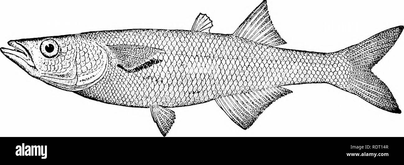 . La nourriture américaine et poissons de jeu : un compte rendu populaire de toutes les espèces présentes en Amérique du nord de l'Équateur, avec des clés pour identifier facilement les histoires de vie, et les méthodes de capture . Poissons ; poissons ; les poissons. La famille SILVERSIDES XXl^. Le Athcriiiidce silversides sont intéressants, surtout poissons carnivores de petite taille, vivant dans de grandes écoles près de la rive dans des mers tempérées et tropicales ; quelques espèces dans l'eau douce ; toutes les espèces ayant une bande argentée sur le côté, cela parfois sur fond de pigment noir. À propos de genres est d'environ 70 espèces ;. Tous d'entre eux qui sont suffisamment grands sont hi Banque D'Images . La nourriture américaine et poissons de jeu : un compte rendu populaire de toutes les espèces présentes en Amérique du nord de l'Équateur, avec des clés pour identifier facilement les histoires de vie, et les méthodes de capture . Poissons ; poissons ; les poissons. La famille SILVERSIDES XXl^. Le Athcriiiidce silversides sont intéressants, surtout poissons carnivores de petite taille, vivant dans de grandes écoles près de la rive dans des mers tempérées et tropicales ; quelques espèces dans l'eau douce ; toutes les espèces ayant une bande argentée sur le côté, cela parfois sur fond de pigment noir. À propos de genres est d'environ 70 espèces ;. Tous d'entre eux qui sont suffisamment grands sont hi Banque D'Images