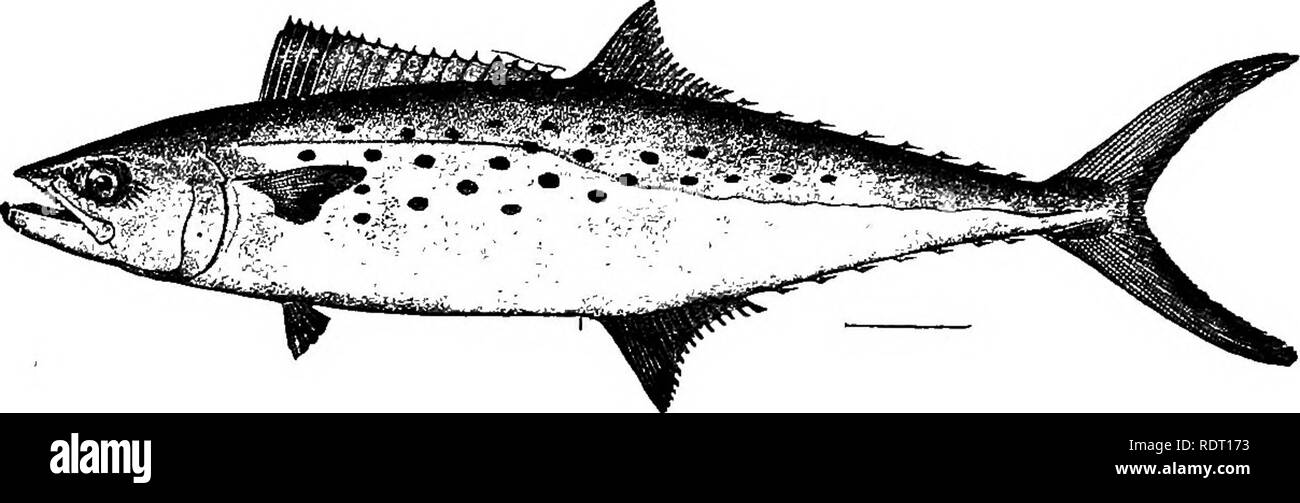 . Les poissons de Caroline du Nord . Les poissons. Catalogue SYSTÉMATIQUE DES POISSONS. 191 Le poisson atteint une taille importante, 9 ou 10 livres étant le maximum normal. Très exceptionnellement, toutefois, il devient plus grande ; et il y a quelques années l'un a été trouvé dans l'État de Washington (D. C.) du marché de la baie de Chesapeake qui était de 41 pouces de long et pesait 25 livres ; il a été vu et identifié par le Professeur B. W. Evermann et les autres membres de l'United States Bureau of Fisheries. Sans doute le poisson fraye tout au long de l'ensemble de sa gamme sur l'United States Coast, mais, comme indiqué ci-après, apparemment très peu de rester sur le Nord Caro- lina Banque D'Images