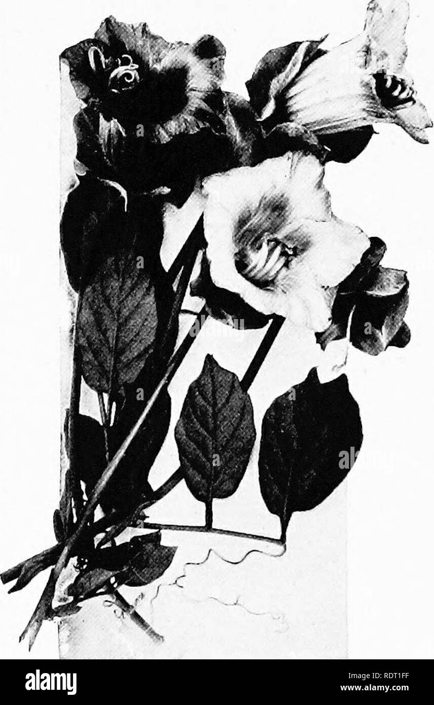 . A vous de faire un jardin de fleurs. La floriculture. . Veuillez noter que ces images sont extraites de la page numérisée des images qui peuvent avoir été retouchées numériquement pour plus de lisibilité - coloration et l'aspect de ces illustrations ne peut pas parfaitement ressembler à l'œuvre originale.. VerBeck, Hanna (Rion) Mme 1875-. New York, McBride, Nast &, le nom de l'entreprise Banque D'Images . A vous de faire un jardin de fleurs. La floriculture. . Veuillez noter que ces images sont extraites de la page numérisée des images qui peuvent avoir été retouchées numériquement pour plus de lisibilité - coloration et l'aspect de ces illustrations ne peut pas parfaitement ressembler à l'œuvre originale.. VerBeck, Hanna (Rion) Mme 1875-. New York, McBride, Nast &, le nom de l'entreprise Banque D'Images