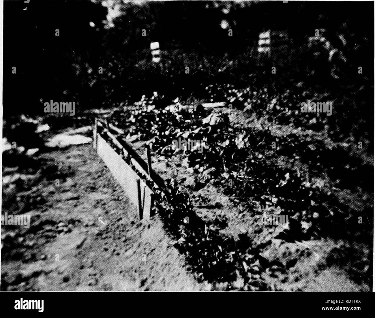 . Jardinage pratique, légumes et fruits, des conseils utiles pour le jardin, les erreurs courantes et comment les éviter. Des légumes, des fruits-culture. Fig. 55. 'S"^^ KiG. 51.. Une Fig, 58. B. Veuillez noter que ces images sont extraites de la page numérisée des images qui peuvent avoir été retouchées numériquement pour plus de lisibilité - coloration et l'aspect de ces illustrations ne peut pas parfaitement ressembler à l'œuvre originale.. Findlay, Hugh, 1879-1950. New York, Londres, D. Appleton and Company Banque D'Images