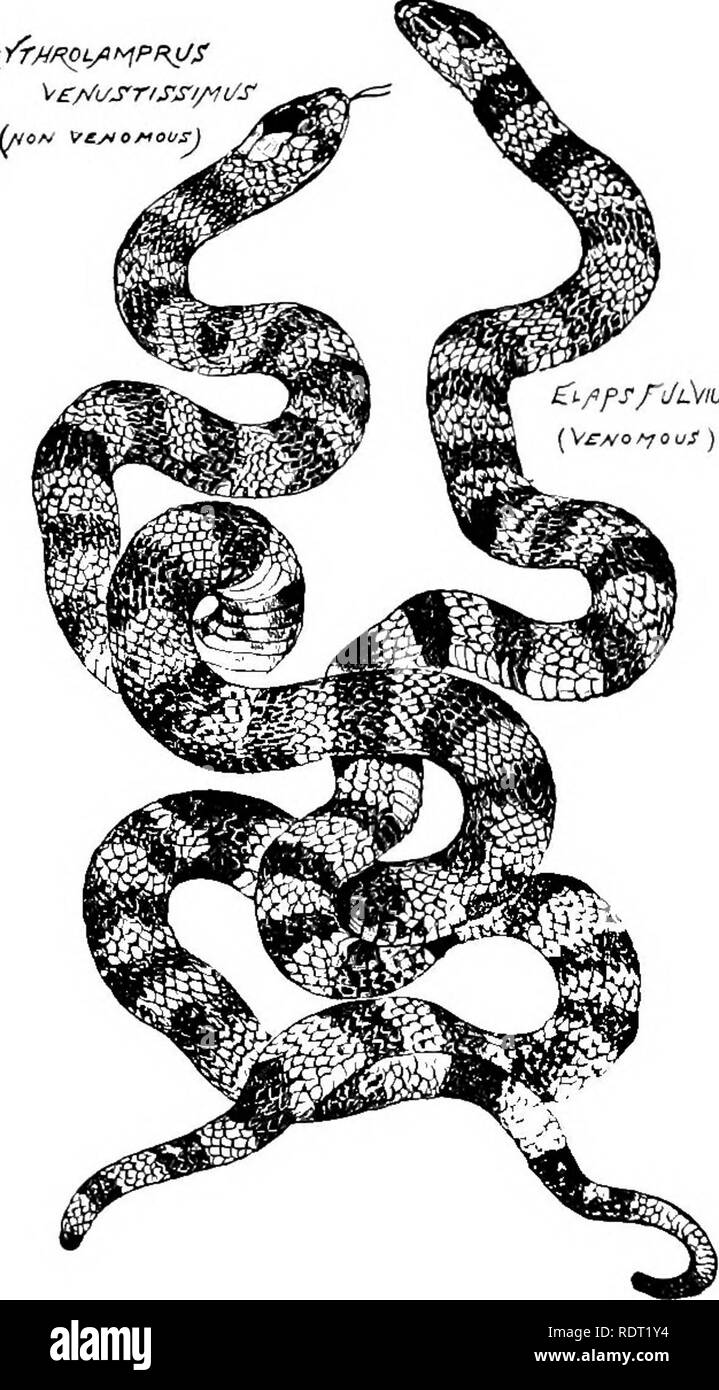 . Principes du zoo économique ?logie. Zoologie, économique. 242 L'auteur français de la direction générale a attiré l'attention d'un de ses oiseaux charmé regard sur le serpent et l'oiseau s'envola immédiatement. La glande est surtout une modification de la glande salivaire, et le poison fangs sont dents supérieures qui ont un sillon sur la FCE^^^M. ytf PRiJS ^l./lfSfl/d/nl !. Fig. 198.-un cas de mimétisme, lorsqu'une espèce non venimeuse de snake re- sembles un un venimeux. (Romanes.) bord antérieur, ou le sillon est changé dans un canal pour le pas- sage du poison à la fin de la fang et hcuoo à la partie la plus profonde Banque D'Images