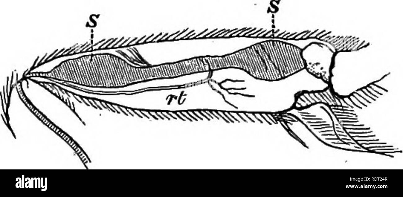 . Fourmis, abeilles, guêpes et. Un registre d'observations sur les habitudes des Hyménoptères sociaux. Les fourmis ; des abeilles ; les guêpes. Sur les segments abdominaux. 231 mais il ne donne aucun chiffre. Dans la Fig. 8 J'ai représenté la jonction de la deuxième et troisième seg- ments abdominale dans Lasius flavus, x 225, comme indiqué dans un longi- tudinal et section verticale. Il y a environ dix* côtes bien marquée (r), occupant une longueur d'environ -j-j-g- d'un pouce. Crêtes semblables se produisent également entre les segments suivants. En relation avec le sens de l'audience, j'ai peut mentionner une autre structure très intéressante. Au cours de l'année 1844, Von Siebo Banque D'Images