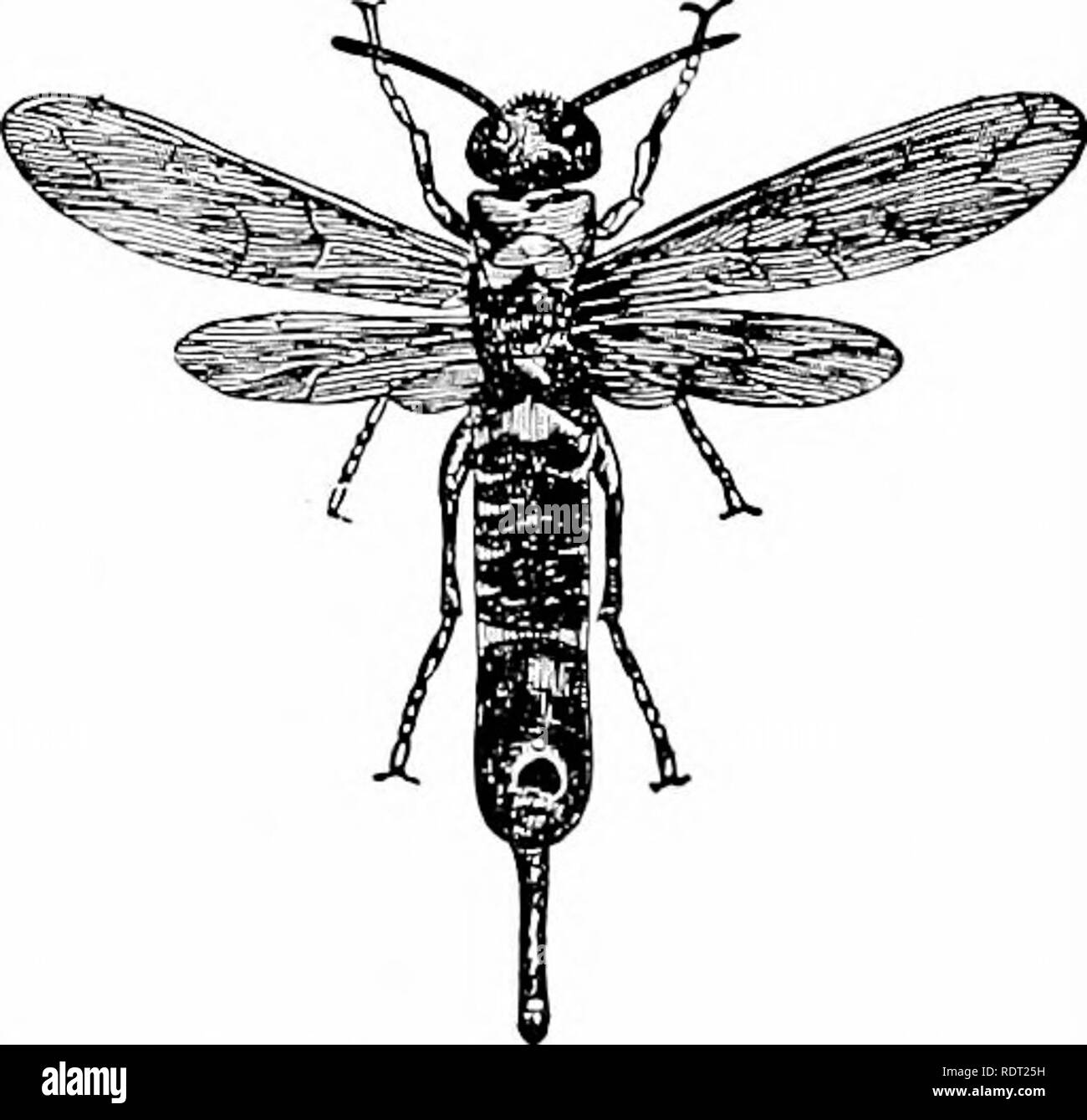 . Principes de l'zooÌ¤logie économique. Zoologie, économique. Les hyménoptères 175 mouches). La piqûre d'Hyménoptères, à raison de leur moyen de défense efficace-, sont souvent mimiclced (Fig. 132, p. 160)- âthe bourdon les abeilles par le faucon-papillons, les frelons par deux papillons à ailes clair du genre Stsia, l'abeille par le drone volée (Eristalis), la Guêpe commune par un Anglais eridus {Clytus beetle), et l'hornet b&gt ;' un Hemiptera nicaraguayenne. Vu-mouches et "Horntails."Le âAmong sont les Hyménoptères ennuyeux vu-fiies, horntails, et gall-mouches. La scie-mouches ont une large tête et thorax, avec une large adhésion à Banque D'Images