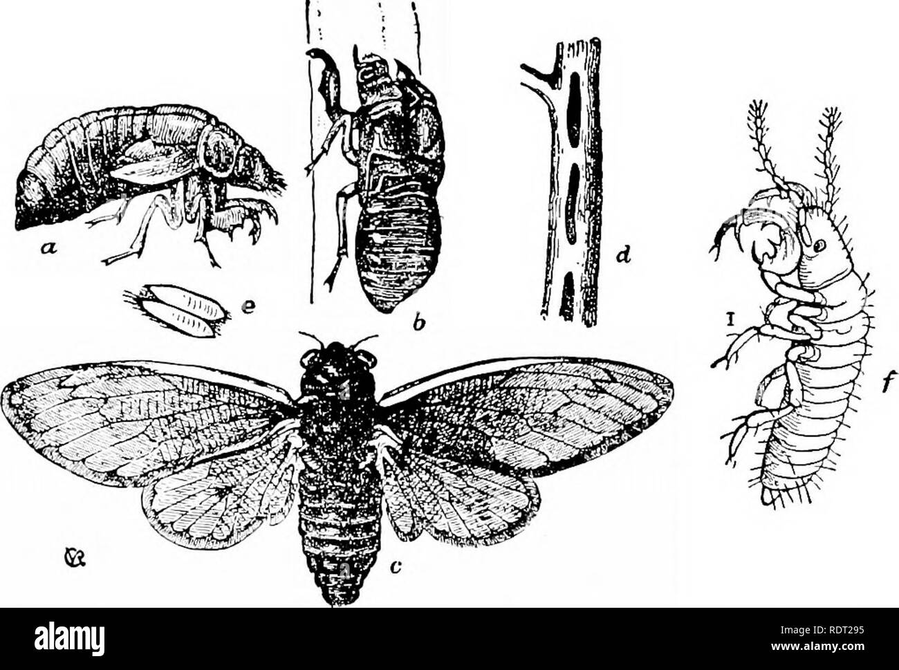 . Principes du zoo économique ?logie. Zoologie, économique. HEMIPTERA 143 ne peut pas parler de retour." Le son est fait par " l'étirement et de détente une paire de tympans corrugatetl ou parchemin-comme par un muscle attachée au centre de chacun."" Le plus étrange freak dans tous les insectes est la cigale périodique ou dix-sept ans locust (Fig. 113). C'est la vie la plus longue de tous les insectes, tandis que d'autres insectes passent de l'oeuf à l'imago forme dans quelques jours ou semaines, ou, tout au plus, dans un à trois ans, cet insecte a besoin d'tliirteen à sept années de l'adolescence pour cette mis Banque D'Images