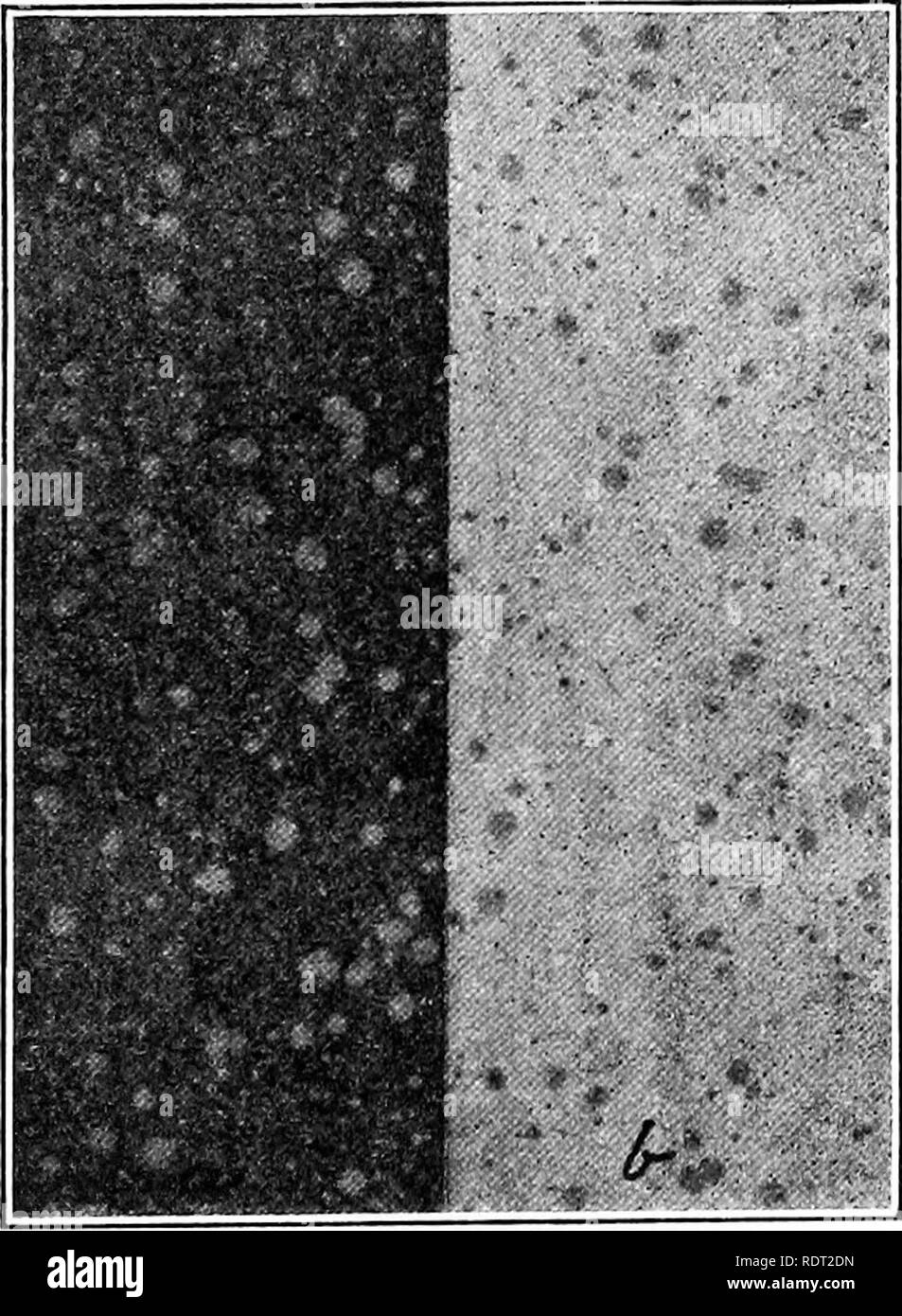 . Les bactéries dans le cadre de maladies des plantes. Bactériologie ; maladies des plantes. La maladie des jacinthes jaunes. 349 Fig. 146.' à  +40 (acide lactique). La croissance a été retardée par décidément  +30 bouillon (à la journée ou plus iSth). Cet organisme produit indol dans peptonized peptonized ou bouillon de boeuf-Uschinsky's solution, mais pas aussi abundantlyas Bacillus coli. Papier à l'acétate de plomb a été brunis, indiquant l'évolution lente de l'hydrogène sulfuré, lorsqu'ils sont conservés dans la partie supérieure du tube à essai sur certaines cul- tures, e. g., la noix de coco-cylindres (fig. 146'), mais notwhen conservés sur d'autres, e. g., de cylindres, navet-cylindres (fig. Banque D'Images