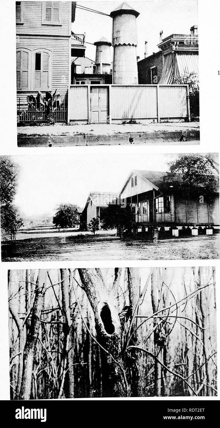 . Les moustiques de l'Amérique du Nord et en Amérique centrale et aux Antilles. Les moustiques. PUBLICATION 159. 1. Des réservoirs d'eau de pluie couvert à La Nouvelle-Orléans. "&Gt ;' House à Pretoria, Transvaal, protégés contre les fourmis en se reposant sur des casseroles en métal remplies d'eau qui sont des lieux-de moustiques. 3. Arbre généalogique de reproduction des moustiques-trou.. Veuillez noter que ces images sont extraites de la page numérisée des images qui peuvent avoir été retouchées numériquement pour plus de lisibilité - coloration et l'aspect de ces illustrations ne peut pas parfaitement ressembler à l'œuvre originale.. Howard, L. O. (Leland Ossian), 1857-1950 ; Dyar, Harrison G. (H Banque D'Images