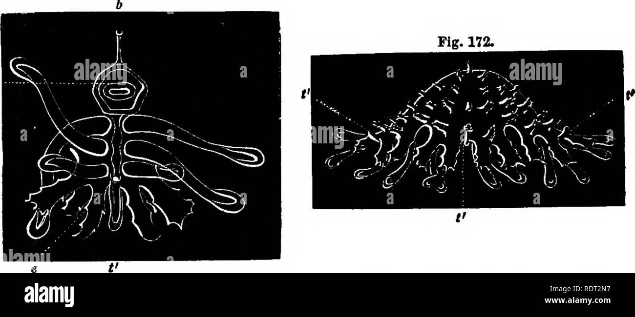 Station Des études En Histoire Naturelle Les Animaux Marins