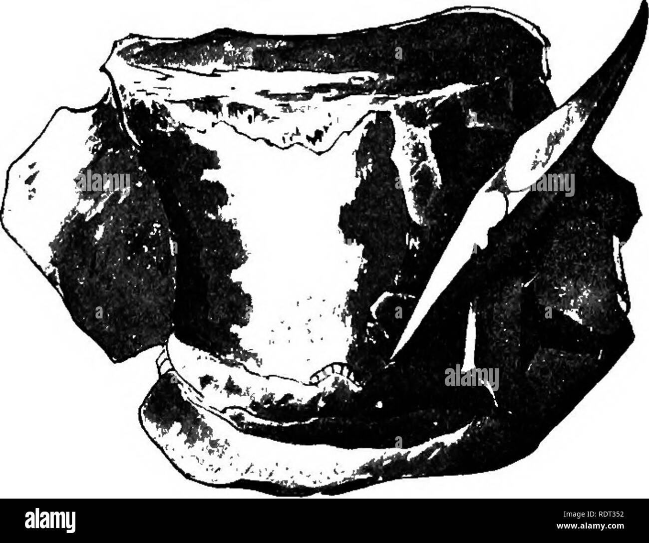 . Les animaux et l'homme ; un manuel élémentaire de zoologie et de physiologie humaine. Zoologie, physiologie. 386 LES ANIMAUX ET L'HOMME les hommes scientifiques. Certains disent qu'ils montrent le travail brut indubitable de la première apparition de l'homme ; d'autres disent que leur forme et caractère sont dus à l'action fortuite des éléments. Si ce eoliths sont des droits de l'élaboration, l'aube de l'histoire de l'homme va beaucoup plus loin que nous le connaissons aujourd'hui, d'aller. L'anthropologue anglais, Abbott, a récemment tiré un mot photo, sur la base de ses découvertes près de Hastings, d'une scène de la vie de l'homme préhistorique :. Fig. 189. V Banque D'Images