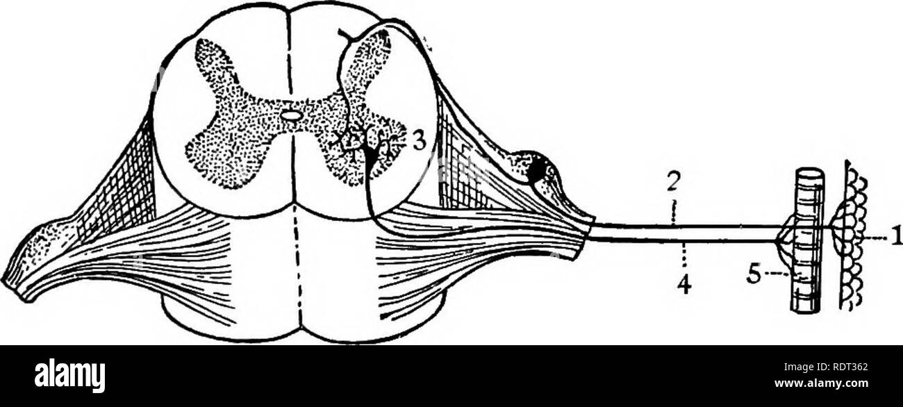. Les animaux et l'homme ; un manuel élémentaire de zoologie et de physiologie humaine. Zoologie, physiologie. 362 LES ANIMAUX ET L'homme dans une partie du corps d'un corps cellulaire dans une autre partie, ou d'un corps cellulaire dans le cortex du cerveau vers le bas pour les nerfs crâniens ou dans la moelle épinière, se trouvent dans le formulaire ou la plus grande partie de la substance blanche du cerveau. La moelle épinière.-La moelle épinière est une extension de la medulla oblongata. Il s'étend de la moelle (au trou occipital ou ouverture à travers le crâne) à travers la carie vertébrale lombaire aux vertèbres (fig. 66 B). C'est légèrement élargie dans la région du cou et aga Banque D'Images . Les animaux et l'homme ; un manuel élémentaire de zoologie et de physiologie humaine. Zoologie, physiologie. 362 LES ANIMAUX ET L'homme dans une partie du corps d'un corps cellulaire dans une autre partie, ou d'un corps cellulaire dans le cortex du cerveau vers le bas pour les nerfs crâniens ou dans la moelle épinière, se trouvent dans le formulaire ou la plus grande partie de la substance blanche du cerveau. La moelle épinière.-La moelle épinière est une extension de la medulla oblongata. Il s'étend de la moelle (au trou occipital ou ouverture à travers le crâne) à travers la carie vertébrale lombaire aux vertèbres (fig. 66 B). C'est légèrement élargie dans la région du cou et aga Banque D'Images