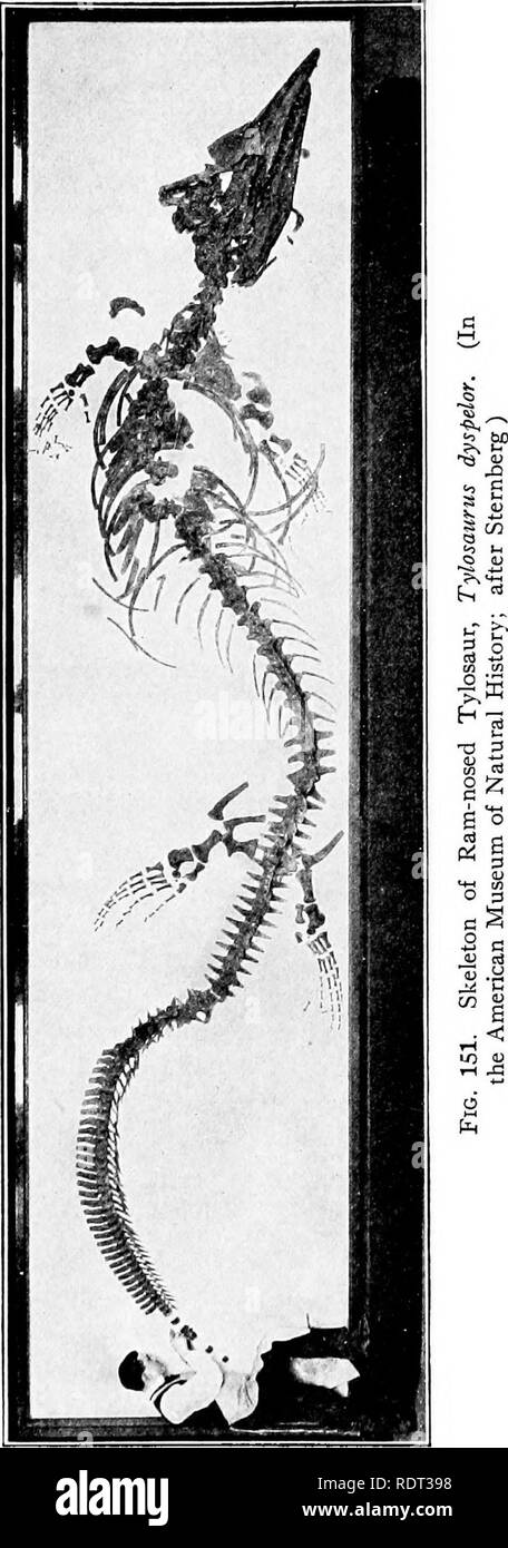 . Les animaux et l'homme ; un manuel élémentaire de zoologie et de physiologie humaine. Zoologie, physiologie. . Veuillez noter que ces images sont extraites de la page numérisée des images qui peuvent avoir été retouchées numériquement pour plus de lisibilité - coloration et l'aspect de ces illustrations ne peut pas parfaitement ressembler à l'œuvre originale.. Kellogg, Vernon L. (Vernon Lyman), 1867-1937 ; McCracken, Mary Isabel. New York, H. Holt and Company Banque D'Images