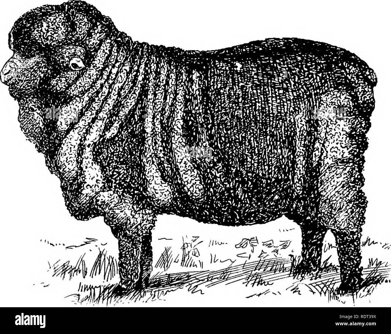 . Les animaux et l'homme ; un manuel élémentaire de zoologie et de physiologie humaine. Zoologie, physiologie. 270 LES ANIMAUX ET L'HOMME Soixante-dix races de poulets vivant aujourd'hui, treize races de canards, oies et de dix huit de dindes. De pigeons il doit y avoir presque autant de races domestiques qu'il y a des poulets. Et pourtant, chacun d'eux, avec toute leur extraordinaire variété d'écussons, de collerettes, et tails et de plumage, patterri et toutes leurs diverses manières spéciales' tels que tumbling, danse,. Fig. 14-4. Brebis mérinos américain typique, une race de moutons très spécialisé, avec amende, rapprochée de la laine. (Après la Shaw.) Banque D'Images