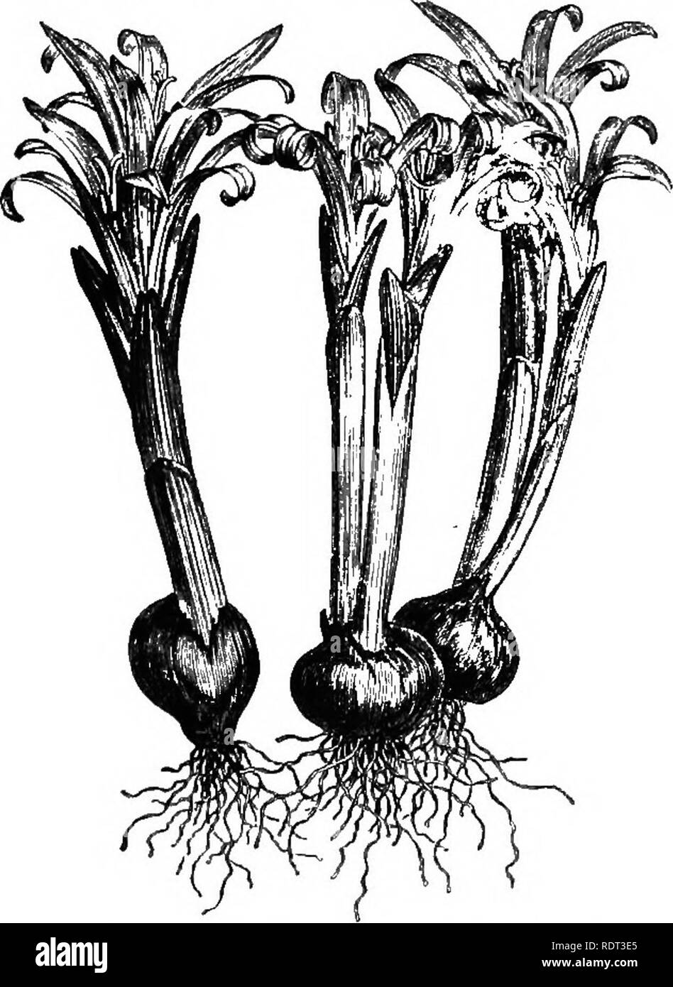 . Handbook of hardy (arbres, arbustes, plantes herbacées et ... Fondé sur le travail de MM. Decaisne et Naudin ...intitulé 'Manuel de l'amateur des jardins, y compris l'original et des gravures sur bois de Riocreux et Leblanc. Plantes, plantes ornementales. 534 MclanthacccE- Uvularia. 2. UVULARIA. Herbes à racines fibreuses nain avec ou sessiles embrassantes ovales- lancéolées feuilles caulinaires et solitaires ou pédonculé géminée pendantes fleurs jaunes. Segments du périanthe-gratuitement à la base, linéaires-lancéolées ou spatulées, légèrement se propager. Les fruits, peu de nisoldipine--ensemencement. Un genre d'Amérique du Nord et le mountain vues Banque D'Images