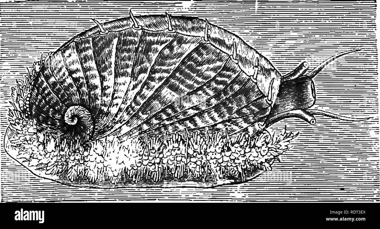 . Une introduction à l'étude de la zoologie. Zoologie. ramper sur le sol à l'aide de leur pied, et ils ont, en règle générale, les deux otocysts et les yeux. Ils ont une langue maternelle qui est armé de dents, et les sert. Fig. 71.-l'Sea-Ear ffaiiotis culota-tubei, ; 1, coquille vide : 2 ère animale LivinE, .-liiig sur ses larges toot. pour râper de là leur nourriture. Cette langue est appelée la langue-ruban, ou de porte-dents (odontophore), et ses modalités diffèrent tellement dans l'dififerenfc des groupes de la classe, qu'il a été parfois fait une base. Veuillez noter que ces images sont extraites de la page numérisée imag Banque D'Images