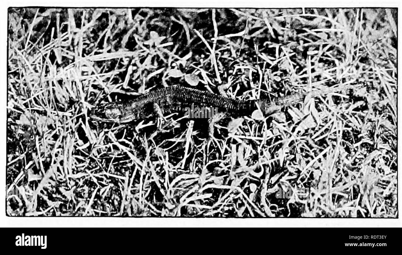 Troisieme Paupiere Banque D Images Noir Et Blanc Alamy Troisieme Paupiere Banque D Images Noir Et Blanc Alamy