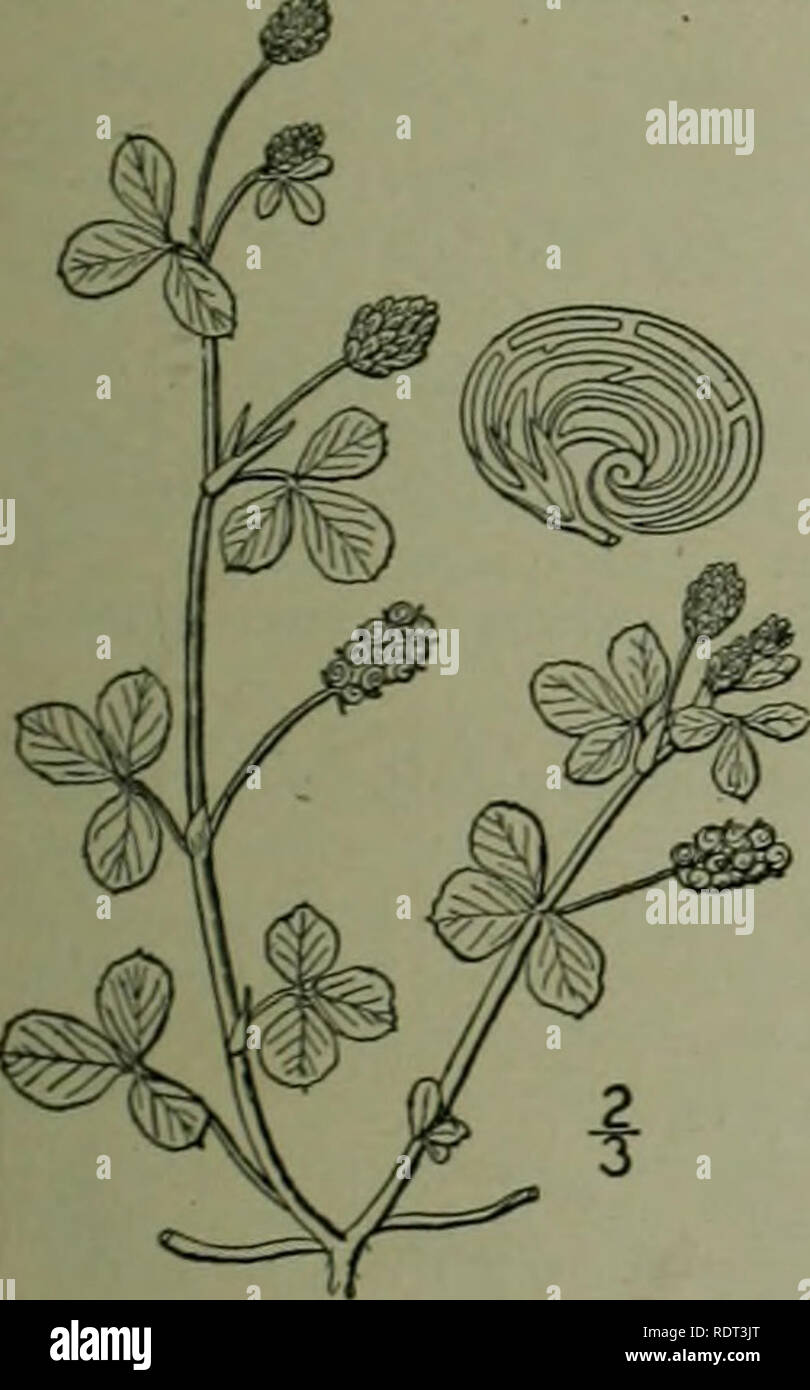 . Une flore illustrée du nord des États-Unis, le Canada et les possessions britanniques : de Terre-Neuve jusqu'au parallèle de la limite sud de la Virginie et de l'océan Atlantique à l'ouest jusqu'à la 102e méridien. La botanique. I. Medicago sativa L. Purple Medic. La luzerne. Lucerne. Bourgogne, ou trèfle brésilien chilien. Le trèfle d'escargot. Fig. 2468. Medicago sativa L. sp. PI. 778. I753. Plante vivace, très ramifiées, décombantes ou croissant, j-l°*° élevé, les jeunes pousses et les feuilles avec quelques poils épars, glabres à maturité. Petioled feuilles obovales ou oblancéolées ; dépliants, 2"-j2" de long, Banque D'Images