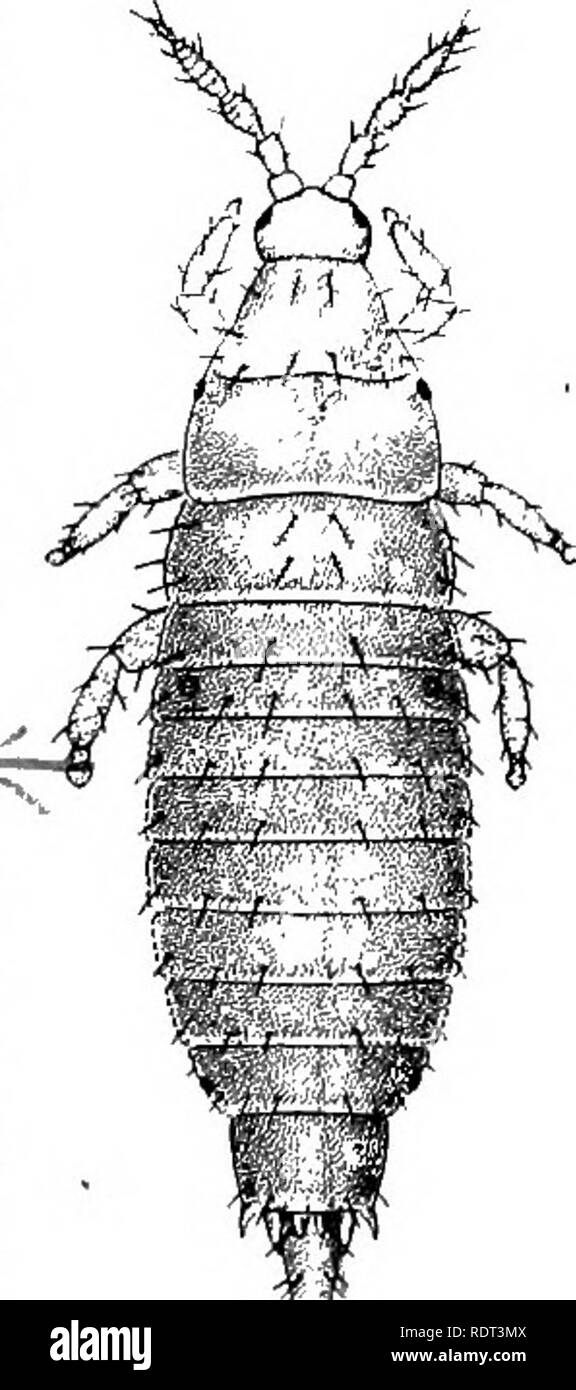 . Le thrips du poirier (Euthrips pyri). Thrips du poirier. THKIPS LA POIRE. Surface 13 seul est affaibli, ce qui provoque la feuille à rouler jusqu'à eventu- ally il devient roulé à la main (Fig. 6). Ce faisant les insectes obtenir le plus tendre de la feuille pour leur nourriture, et également en toute sécurité protection pour eux-mêmes. Avec ces insectes prédateurs ordinaires aucun abri peuvent les atteindre. Plus souvent sur les feuilles matures les insectes dans l'alimentation de causer un impact extrêmement de la marge et la feuille dans son développement est forcée dans un résultat anormal, la croissance en forme de coupe. C'est une blessure très caractéristique sur poiriers (Fig. 7). Le l Banque D'Images