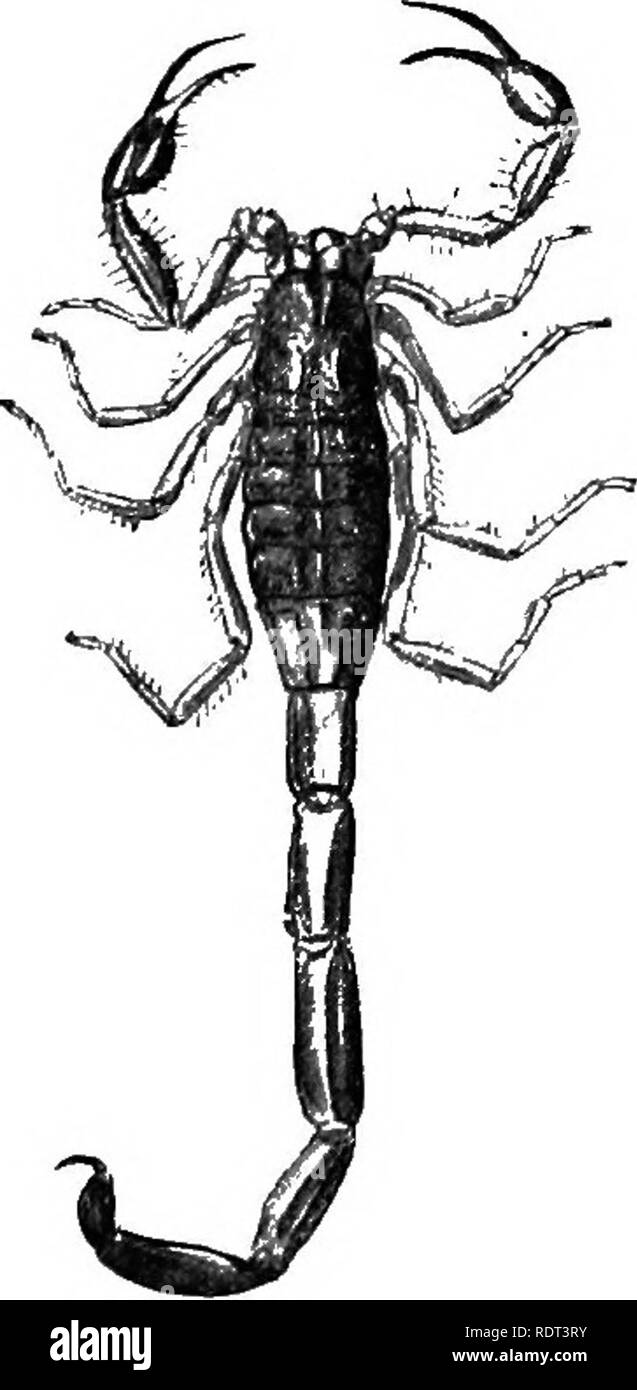 . Les animaux et l'homme ; un manuel élémentaire de zoologie et de physiologie humaine. Zoologie, physiologie. 164 LES ANIMAUX ET L'HOMME de composer des segments chacune de ces deux parties sont fusionnées afin que, dans l'ej^cept scorpions, ils sont généralement identiques. Il n'y a pas d'antennes, les yeux sont simples, la bouche-pièces installées pour mordre, et il y a quatre paires de pattes. Dans l'anatomie interne la arachnides voir dans certaines formes d'une modification particulière des organes respiratoires, la trachée étant fiat et une feuille et massé en quelques groupes plutôt que d'être ramifying et tubulaire par l'adm. Banque D'Images