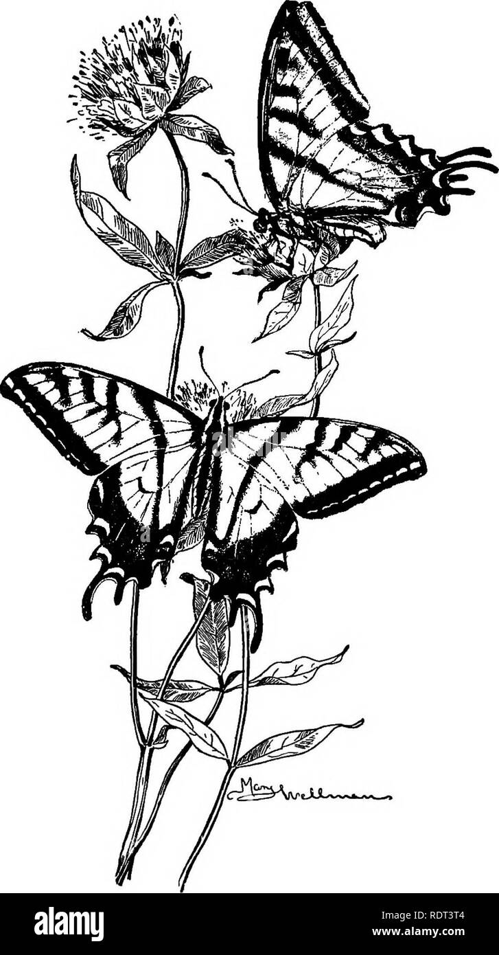 . Les animaux et l'homme ; un manuel élémentaire de zoologie et de physiologie humaine. Zoologie, physiologie. Arthropodes ET MOLLUSQUES 163. Fig. 72. Swallow-queue Papilio rutulus, papillons. (La moitié de la taille naturelle, tirées de la vie.). Veuillez noter que ces images sont extraites de la page numérisée des images qui peuvent avoir été retouchées numériquement pour plus de lisibilité - coloration et l'aspect de ces illustrations ne peut pas parfaitement ressembler à l'œuvre originale.. Kellogg, Vernon L. (Vernon Lyman), 1867-1937 ; McCracken, Mary Isabel. New York, H. Holt and Company Banque D'Images . Les animaux et l'homme ; un manuel élémentaire de zoologie et de physiologie humaine. Zoologie, physiologie. Arthropodes ET MOLLUSQUES 163. Fig. 72. Swallow-queue Papilio rutulus, papillons. (La moitié de la taille naturelle, tirées de la vie.). Veuillez noter que ces images sont extraites de la page numérisée des images qui peuvent avoir été retouchées numériquement pour plus de lisibilité - coloration et l'aspect de ces illustrations ne peut pas parfaitement ressembler à l'œuvre originale.. Kellogg, Vernon L. (Vernon Lyman), 1867-1937 ; McCracken, Mary Isabel. New York, H. Holt and Company Banque D'Images