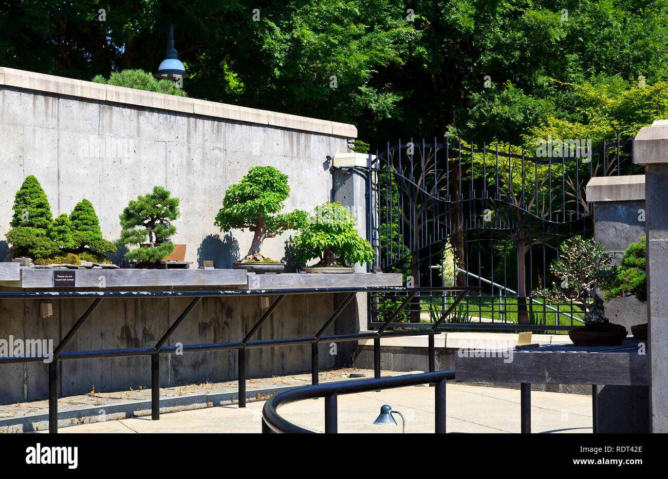 Jardin Bonsai arbres au jardin de la Caroline du Nord Asheville Banque D'Images