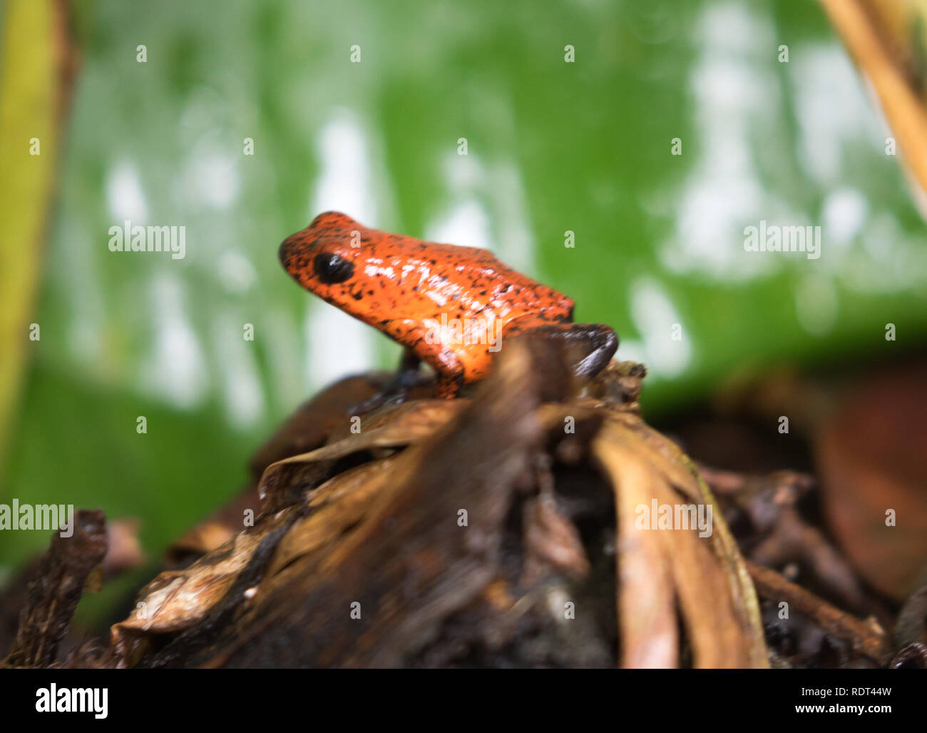 Strawberry-Poison dart Frog (Oophaga pumilio) Banque D'Images