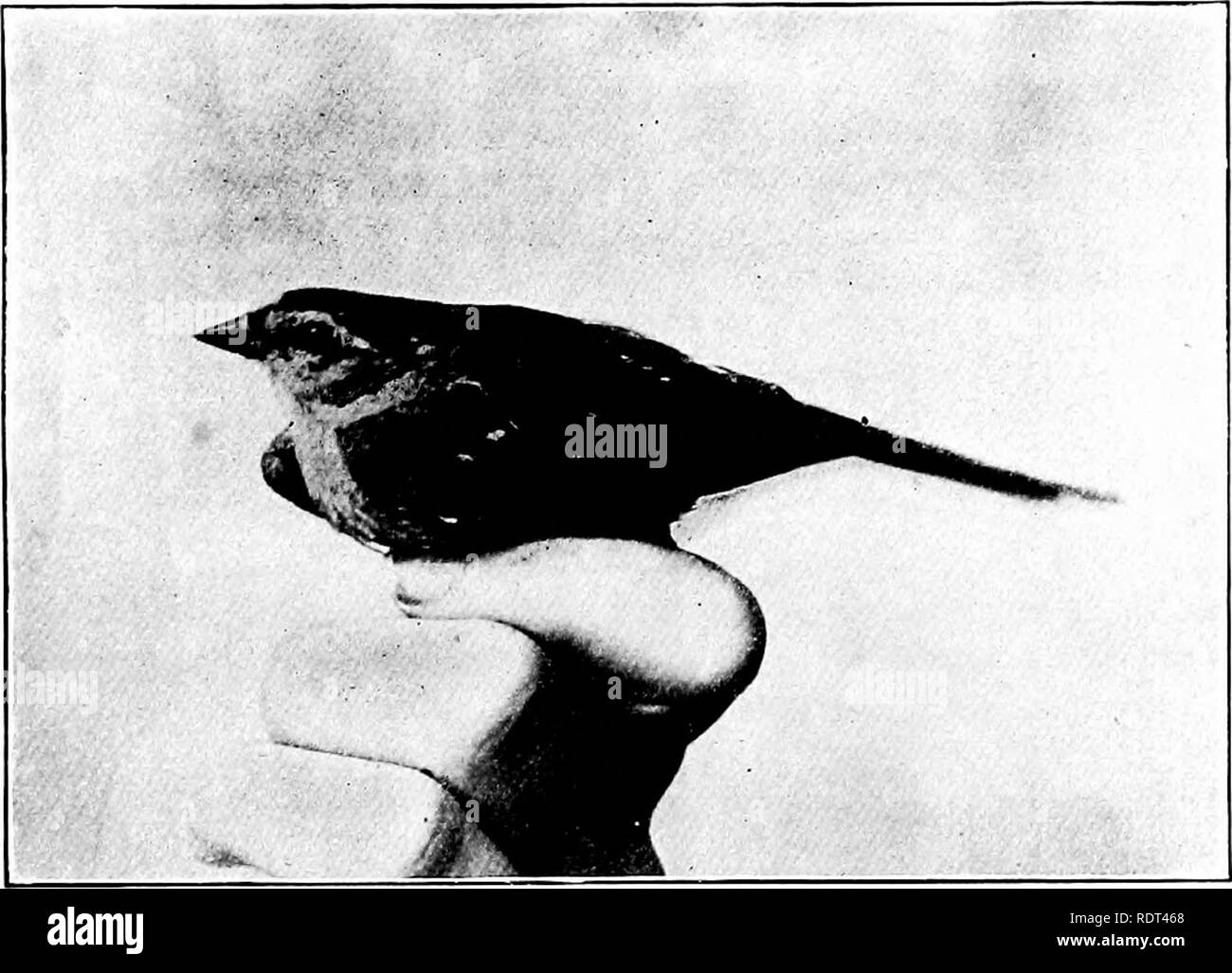 . Premières leçons en zoologie. Zoologie. La classification et l'identification des oiseaux 233.-La classe des Oiseaux, Aves, est divisé en différents ordres, dont dix-sept sont représentés en Amérique du Nord. Il y a huit cents (environ) différentes espèces d'oiseaux nord- américaines, mais dans une localité pas plus qu'environ un tiers de ces espèces peuvent être trouvés, et de ces que relativement peu sont communs ou nombreuses. De sorte que d'apprendre les oiseaux communs d'une seule localité n'est pas un. Fig. 190.-Ouest bruant, Spizella socialis. arizonce (Photo- graphique de life par Elizabeth et Jos. Grinnell Banque D'Images